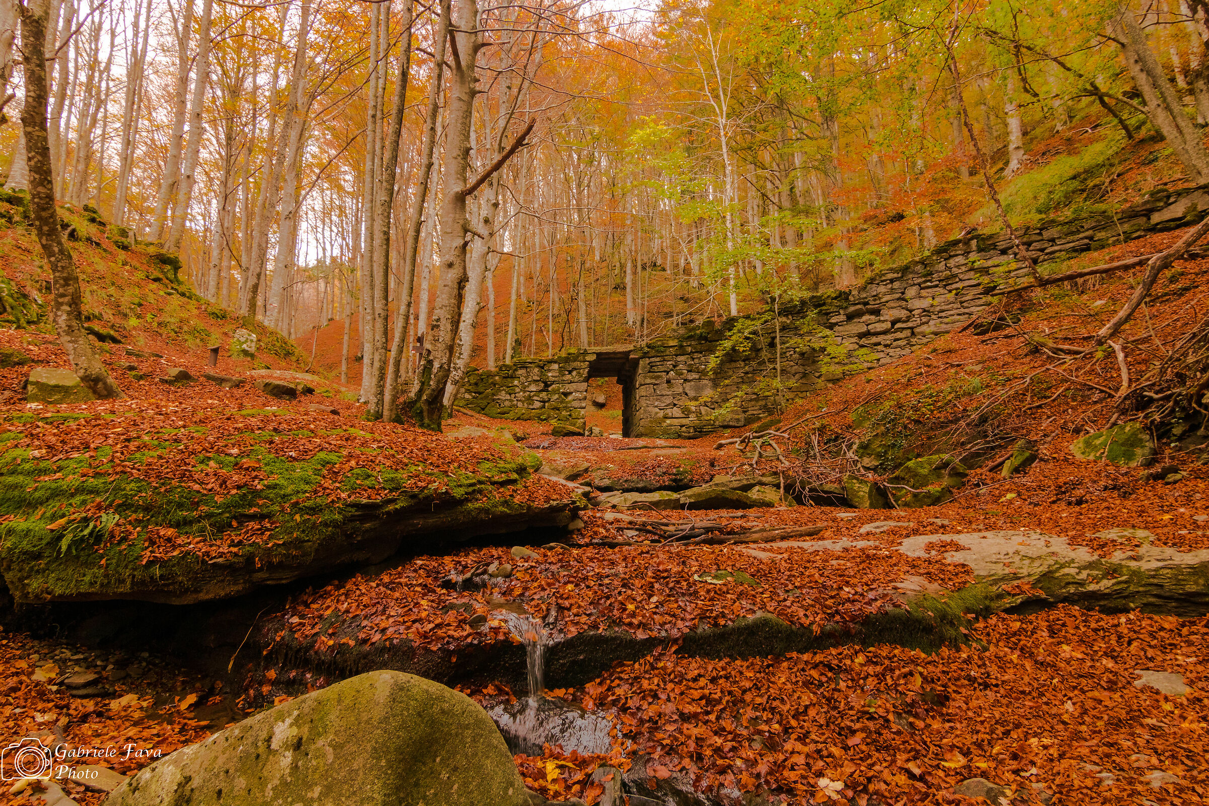 Parco Nazionale Foreste Casentinesi