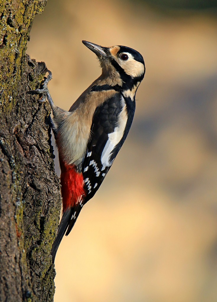 Picchio Rosso Maggiore
