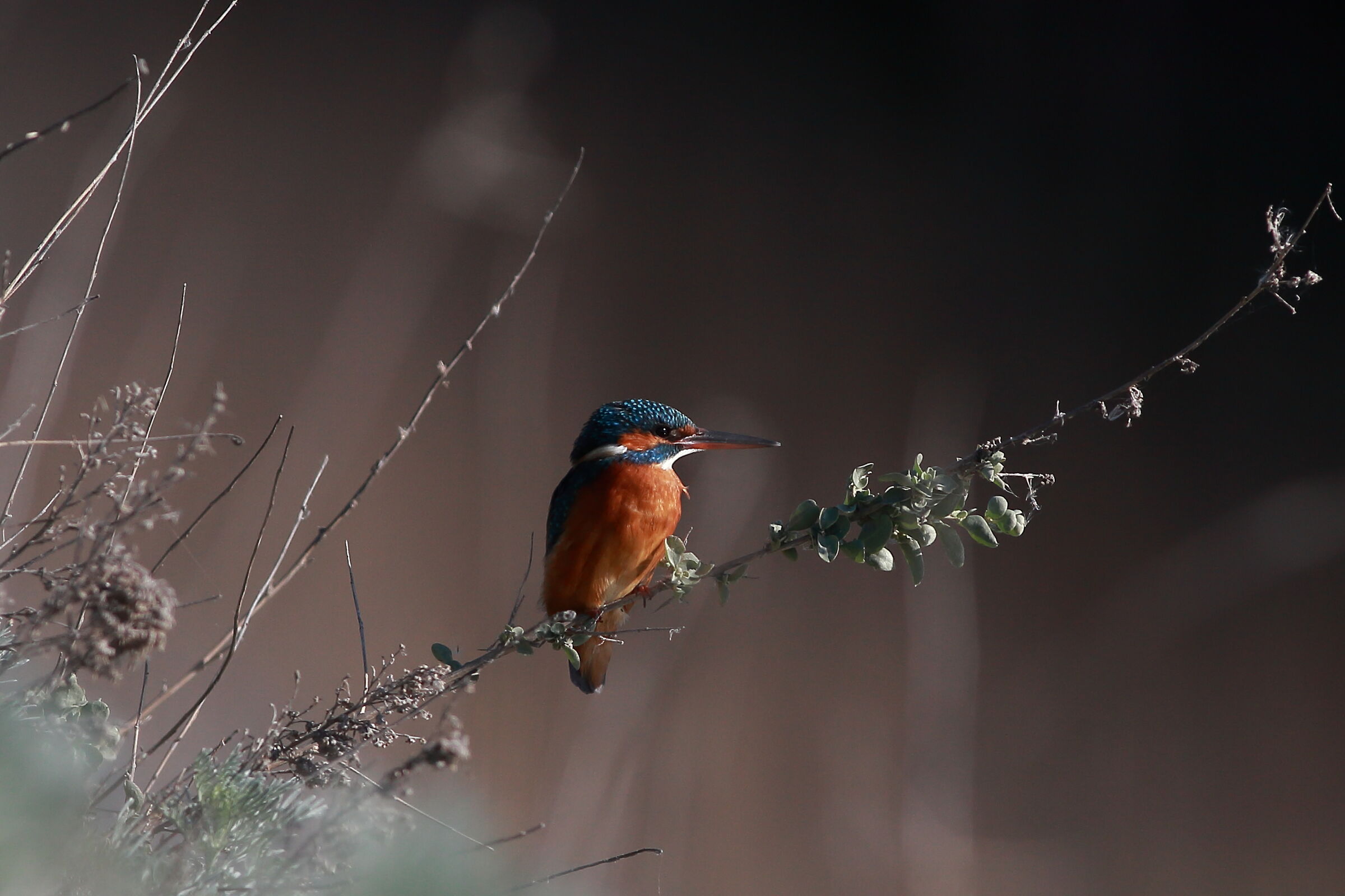 the first Martin Fisher