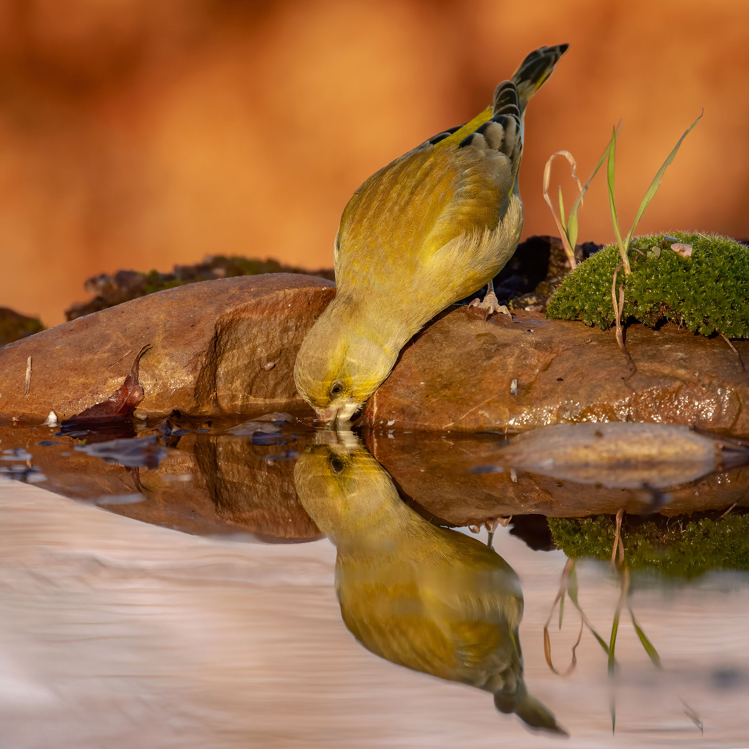 ..verdone che beve..