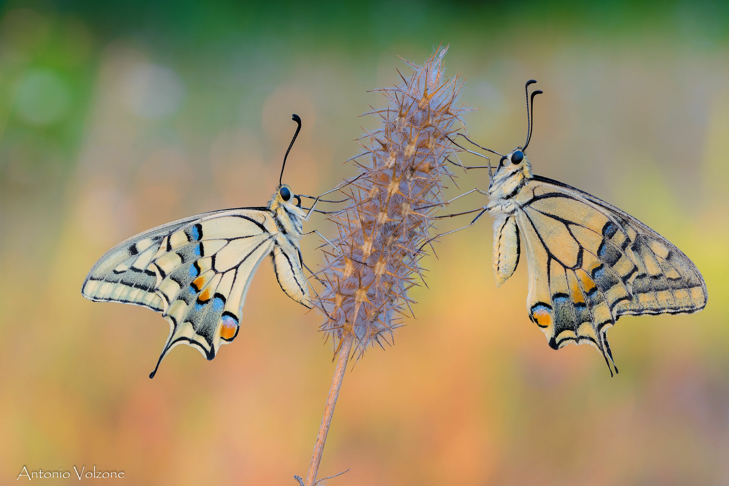 Papilio Macaone