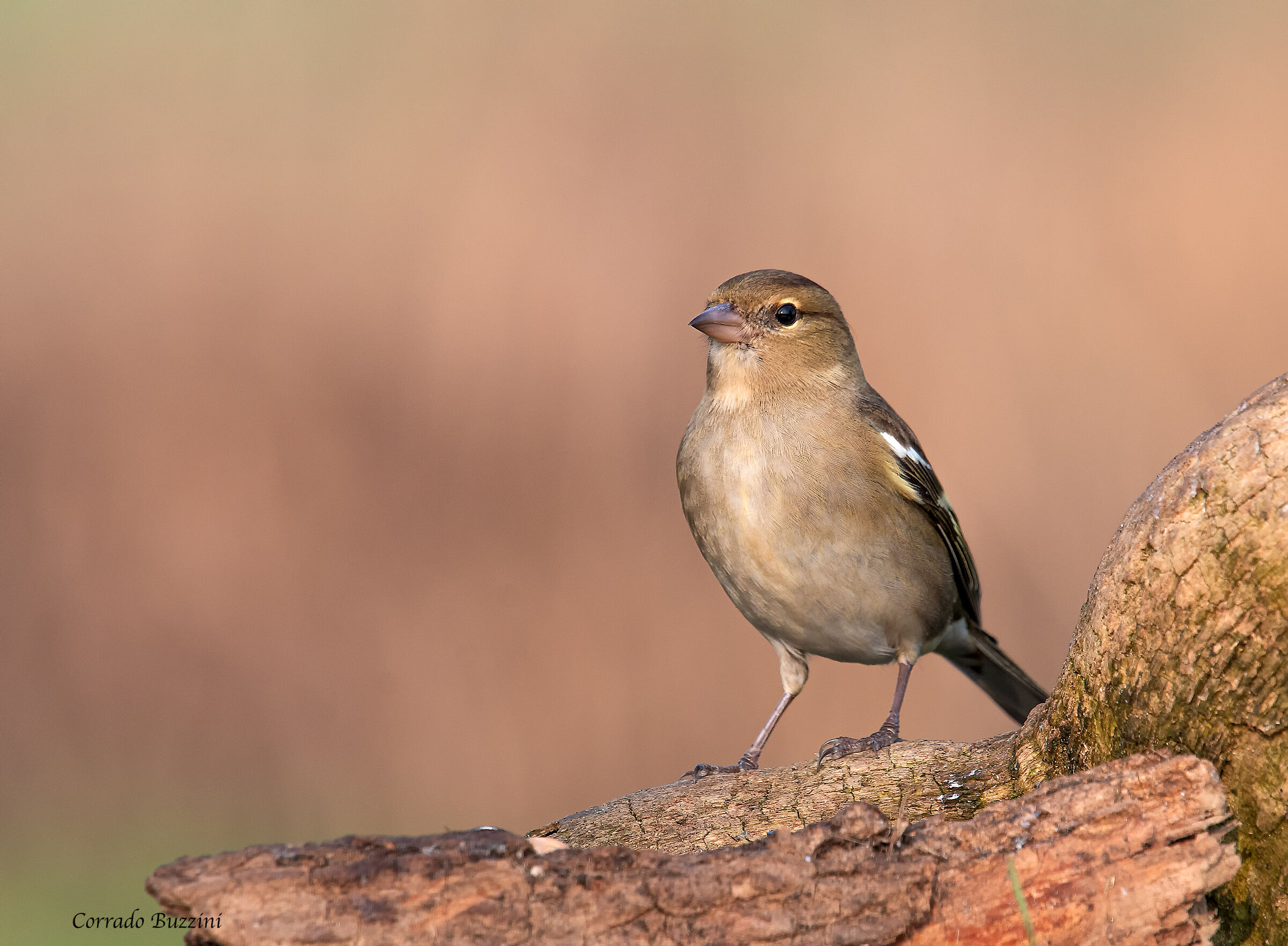 #capannodicora Finch