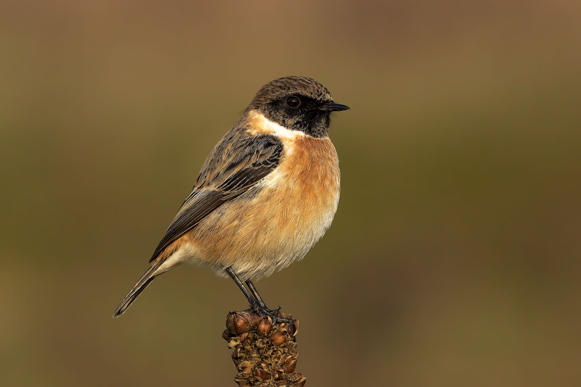 Saltimpalo (Saxicola torquata)