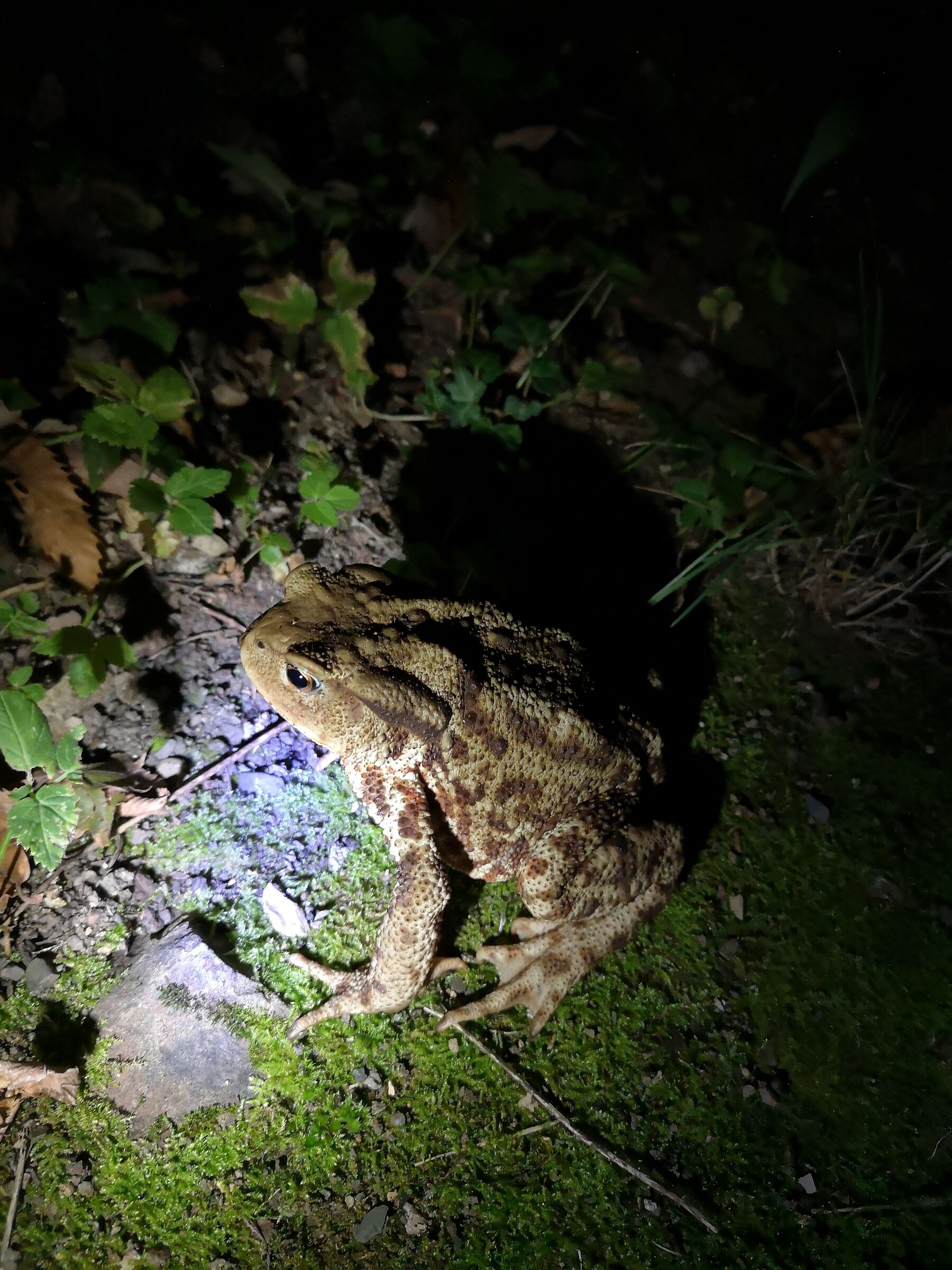 Rospo comune - Bufo bufo