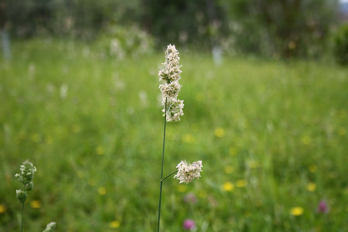Distesa verde Toscana