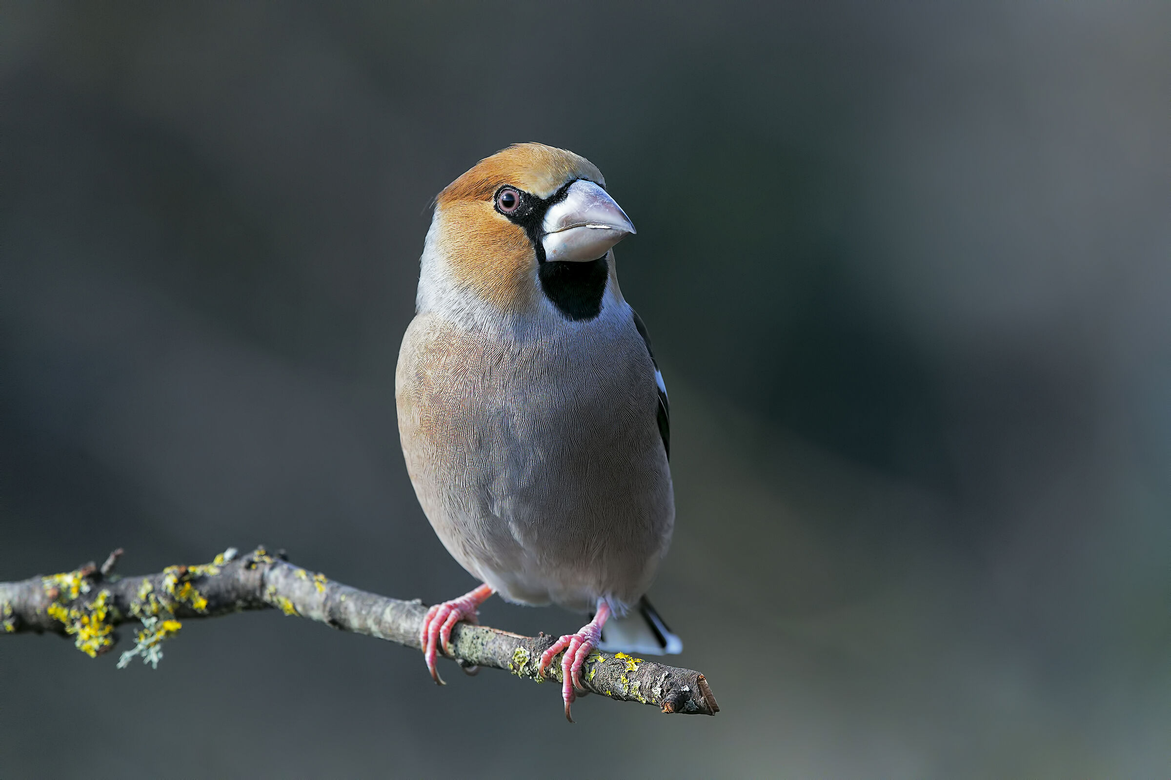Frosone maschio (Coccothraustes coccothraustes)