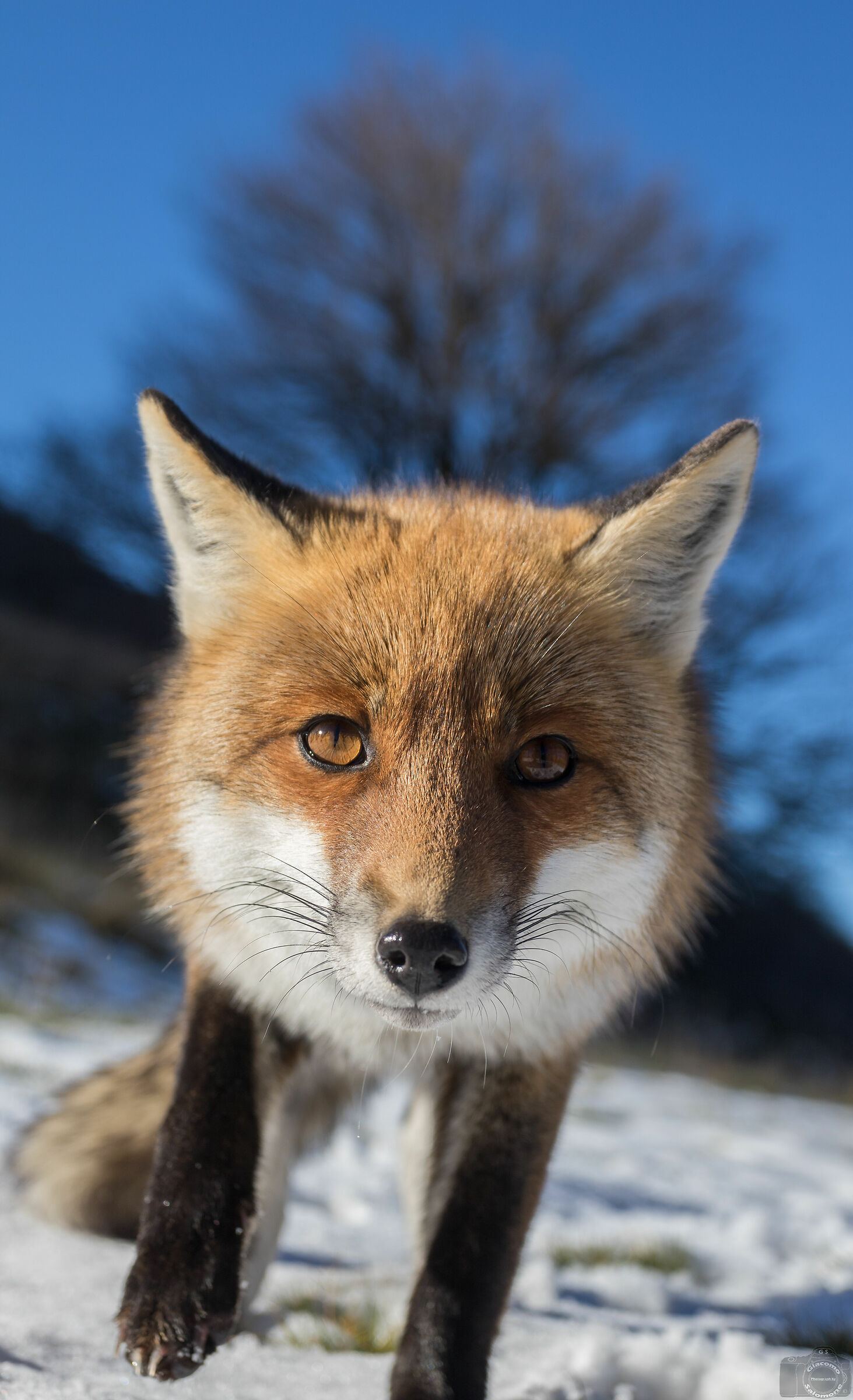 Wide-angle fox