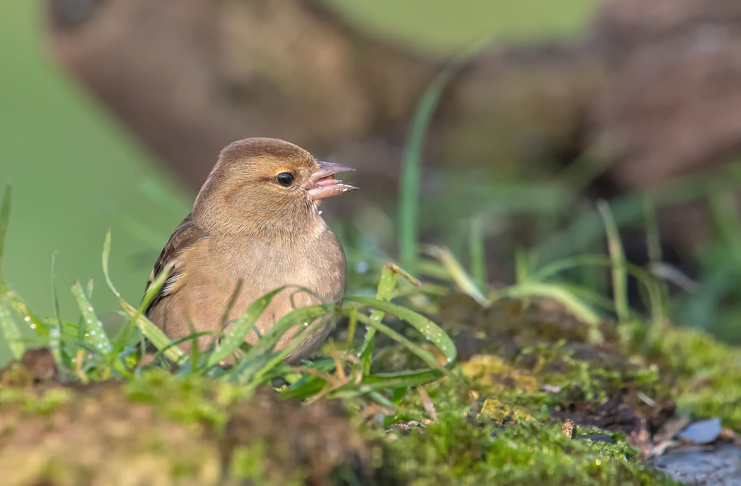 #capannodicora Finch