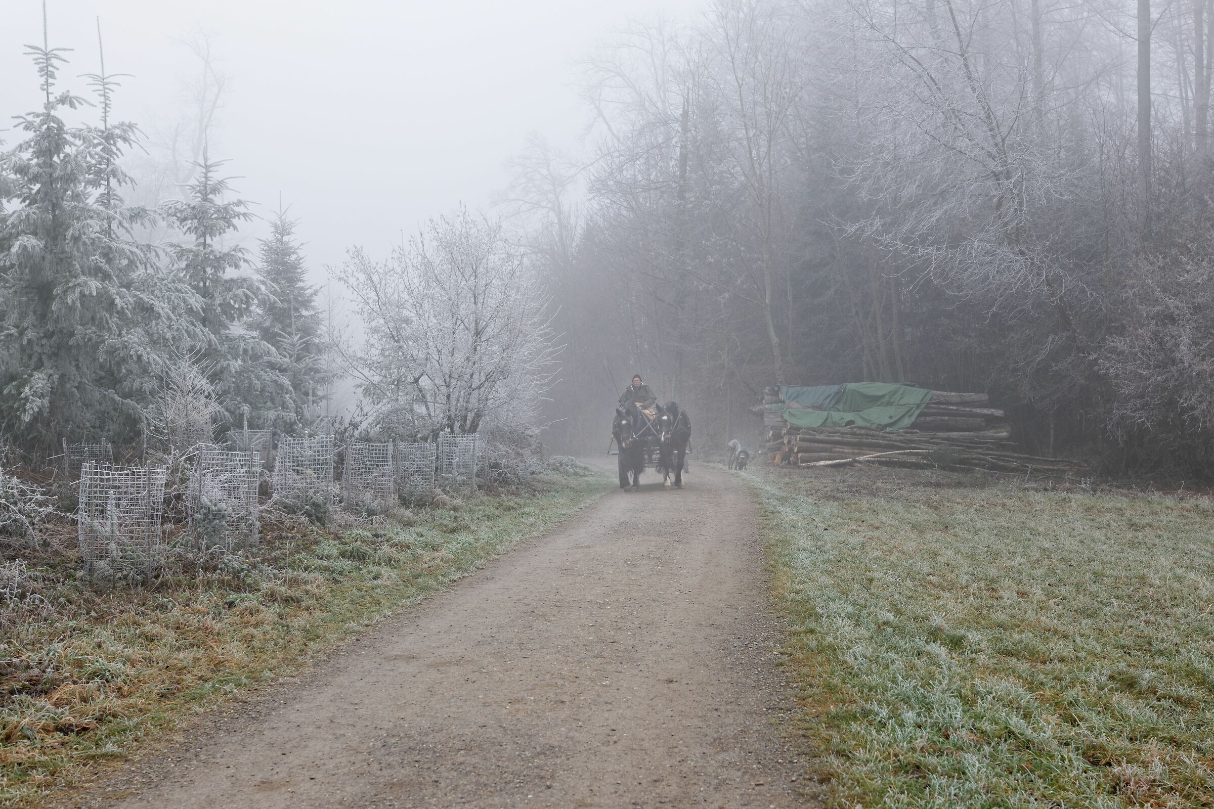 Encounter in the Fog
