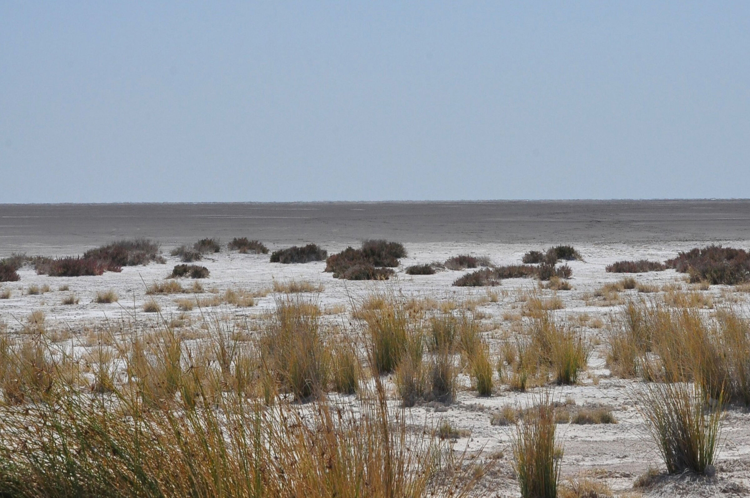 ai margini dell'Etosha pan