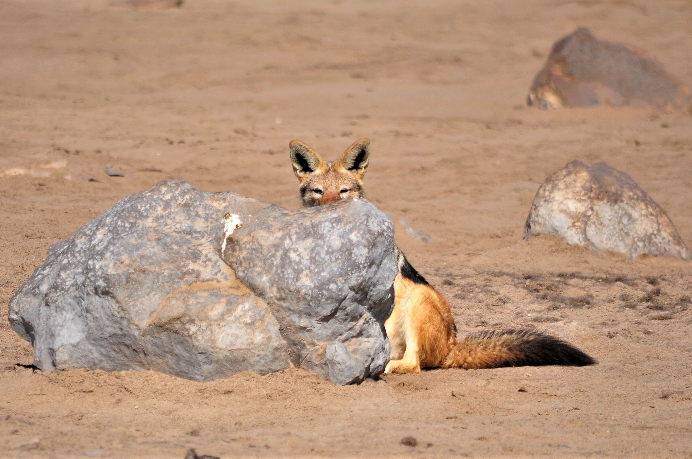 coyote in ... agguato