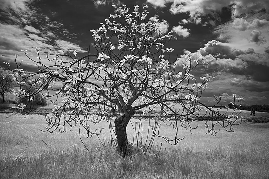 The fig (Infrared)