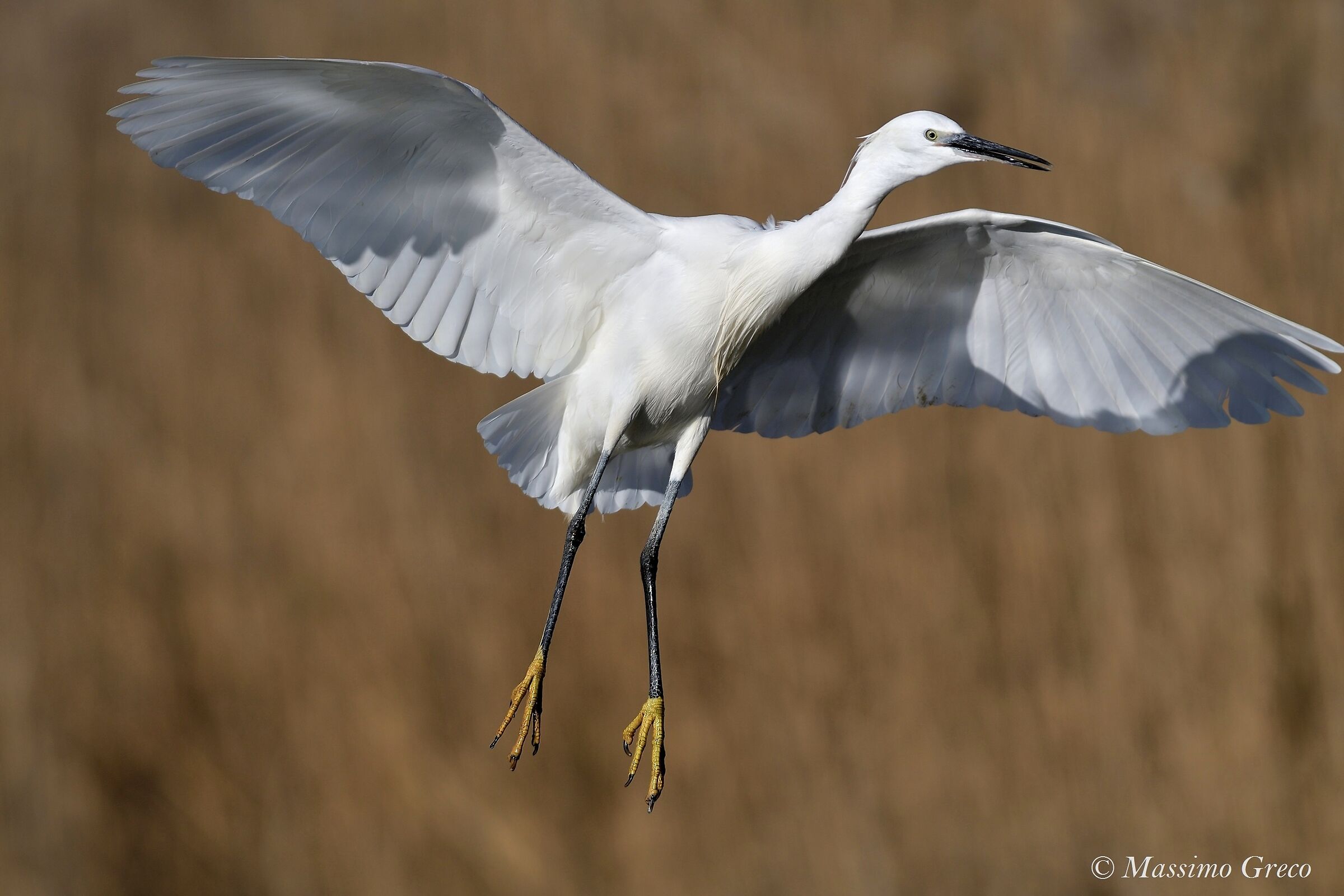 Egretta Egretta