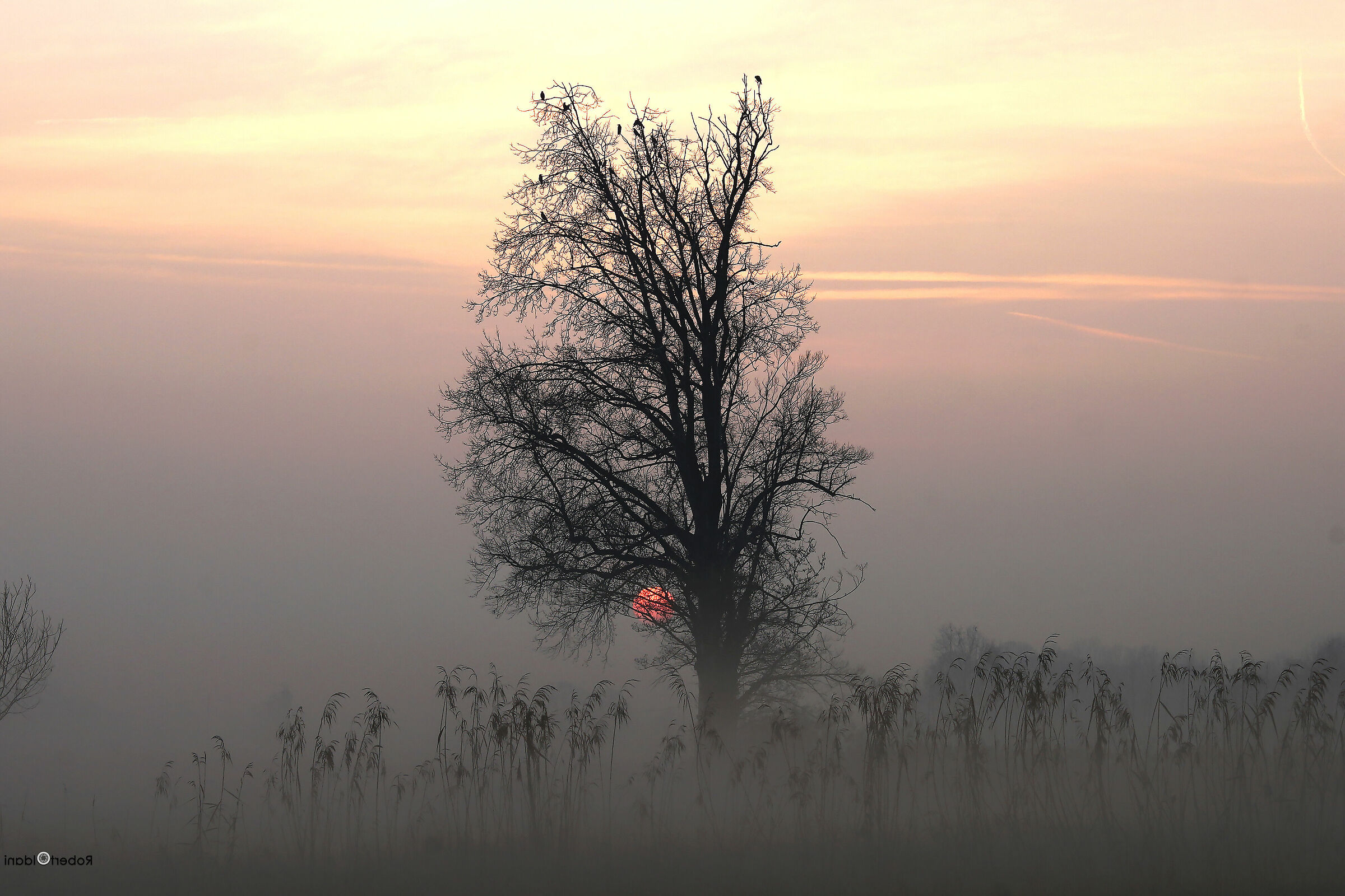 the delicacy saddle fog