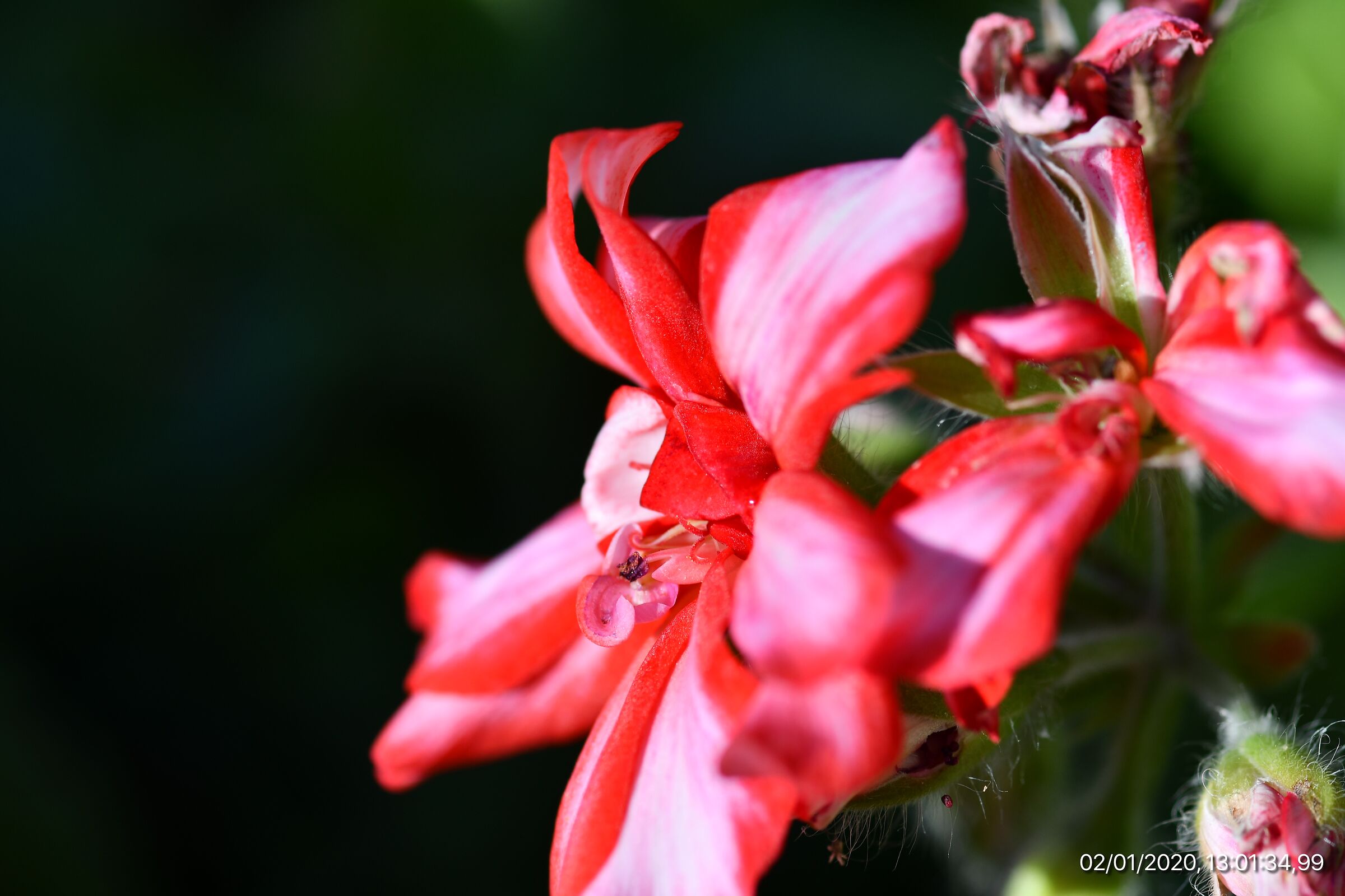 Flower in black