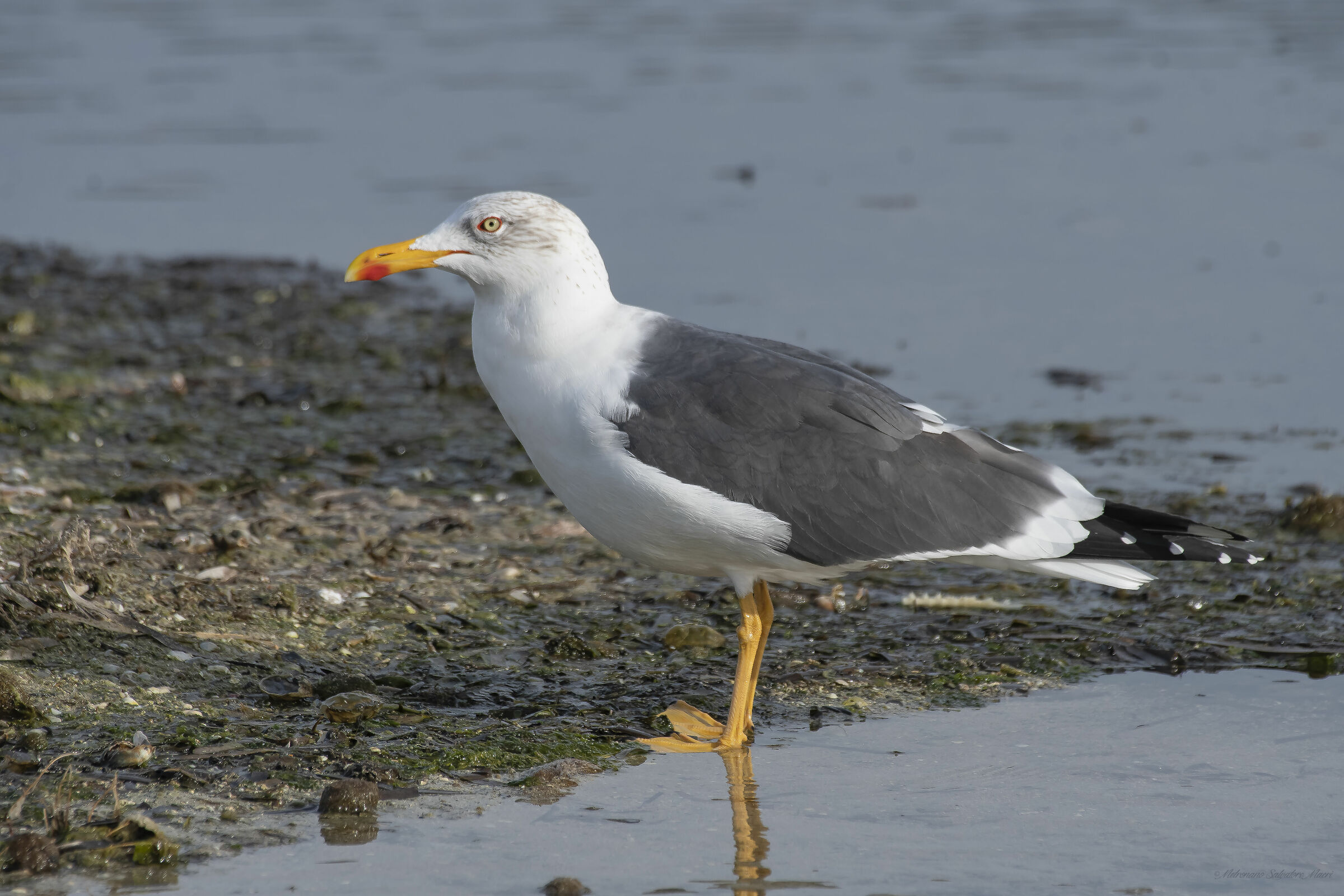 Larus fuscus Linnaeus (1758)