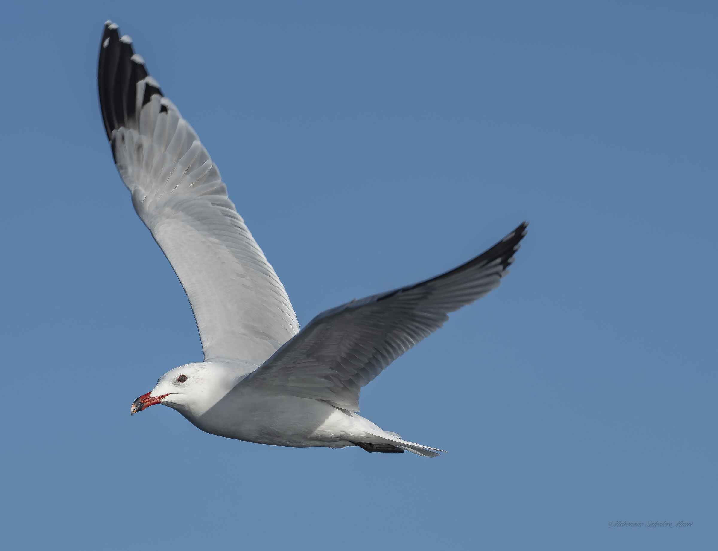 The Seagull Course (Ichthyaetus audouiniii Payraudeau, 18