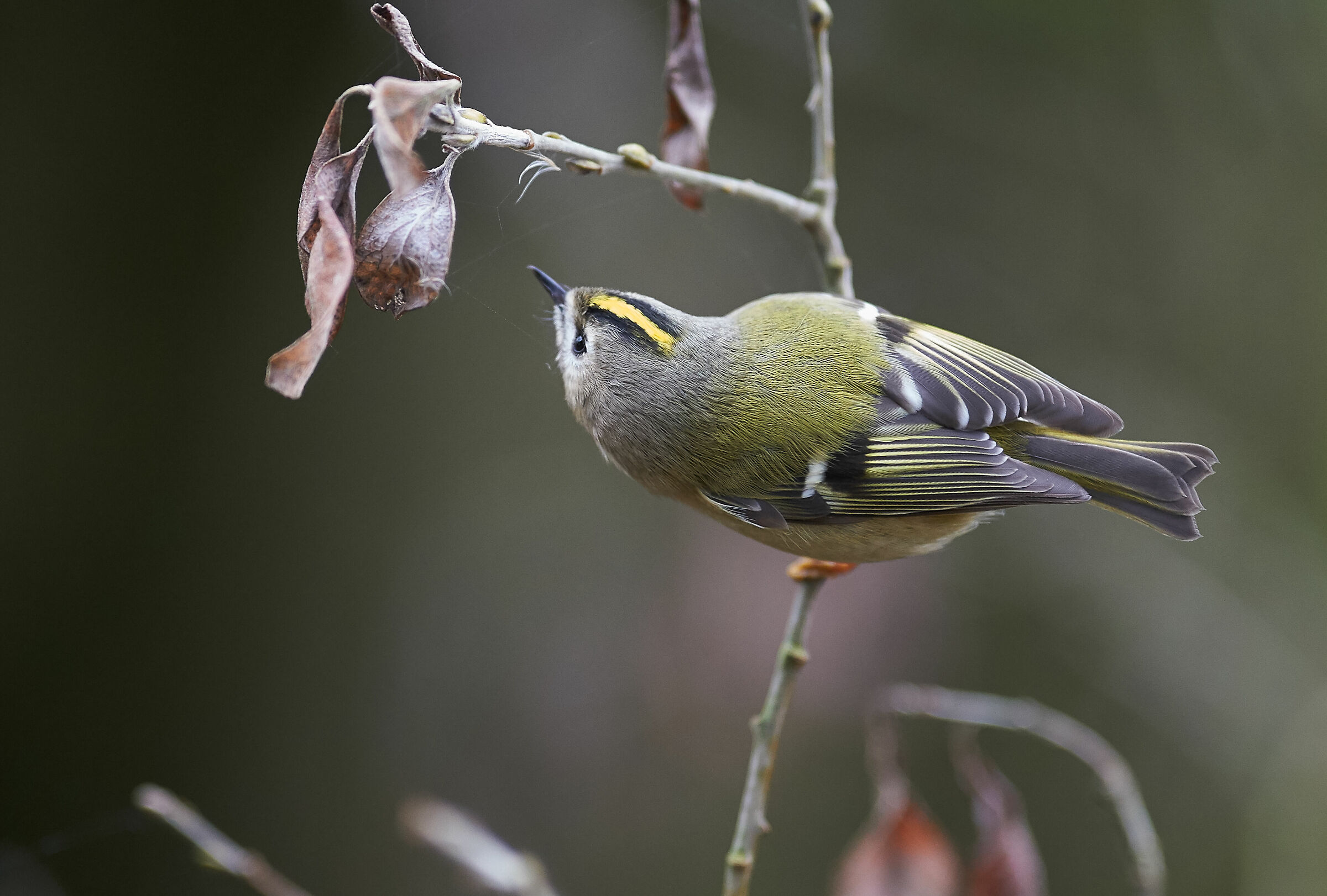 Goldcrest
