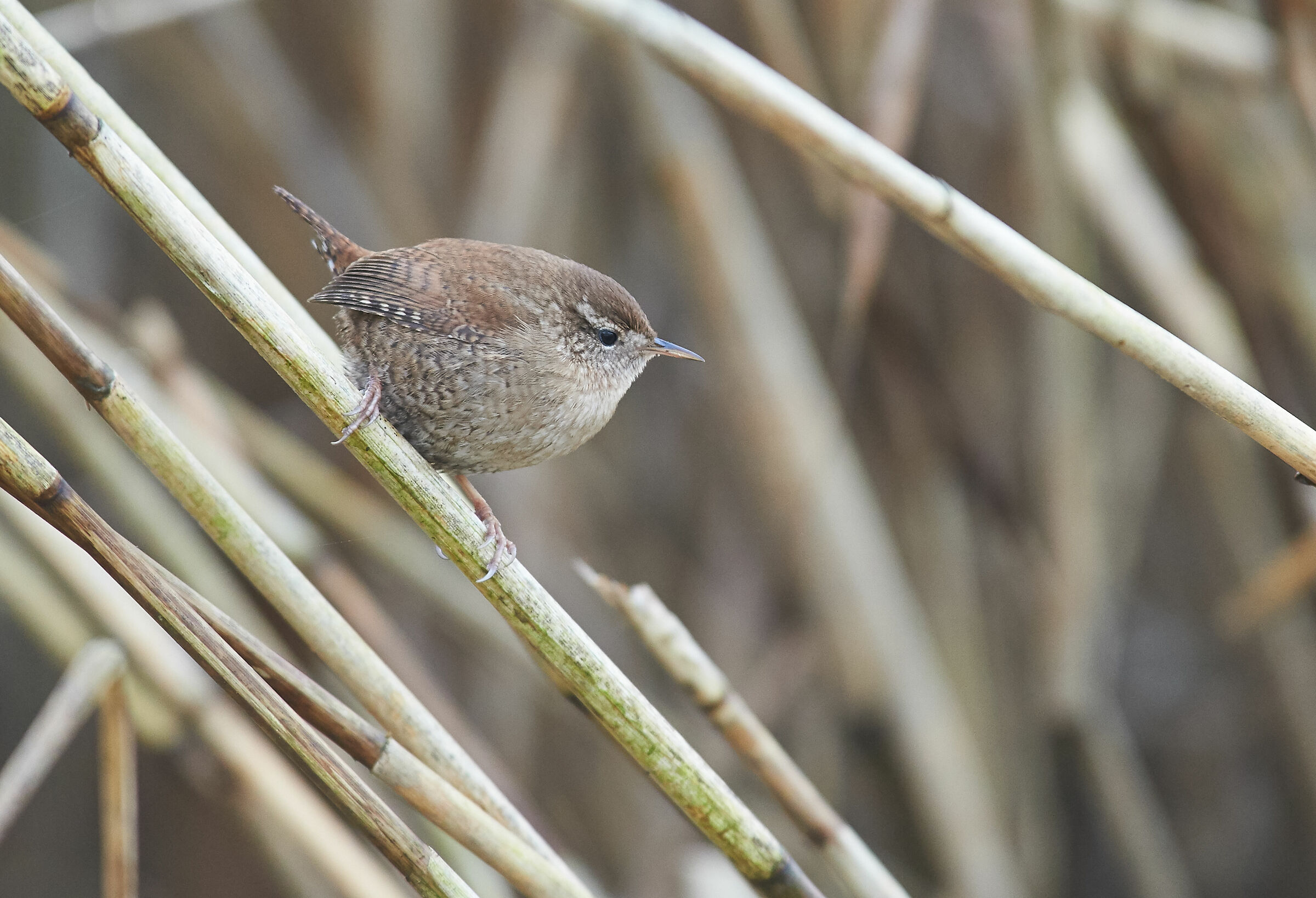 Wren