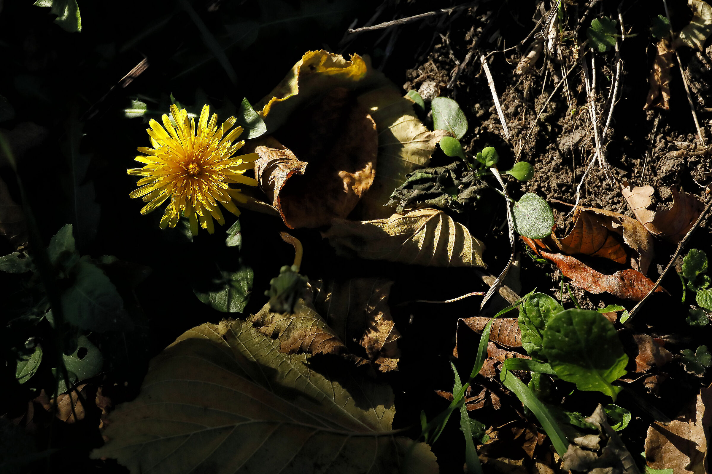 The Last Flower Before the Silence of the Snow