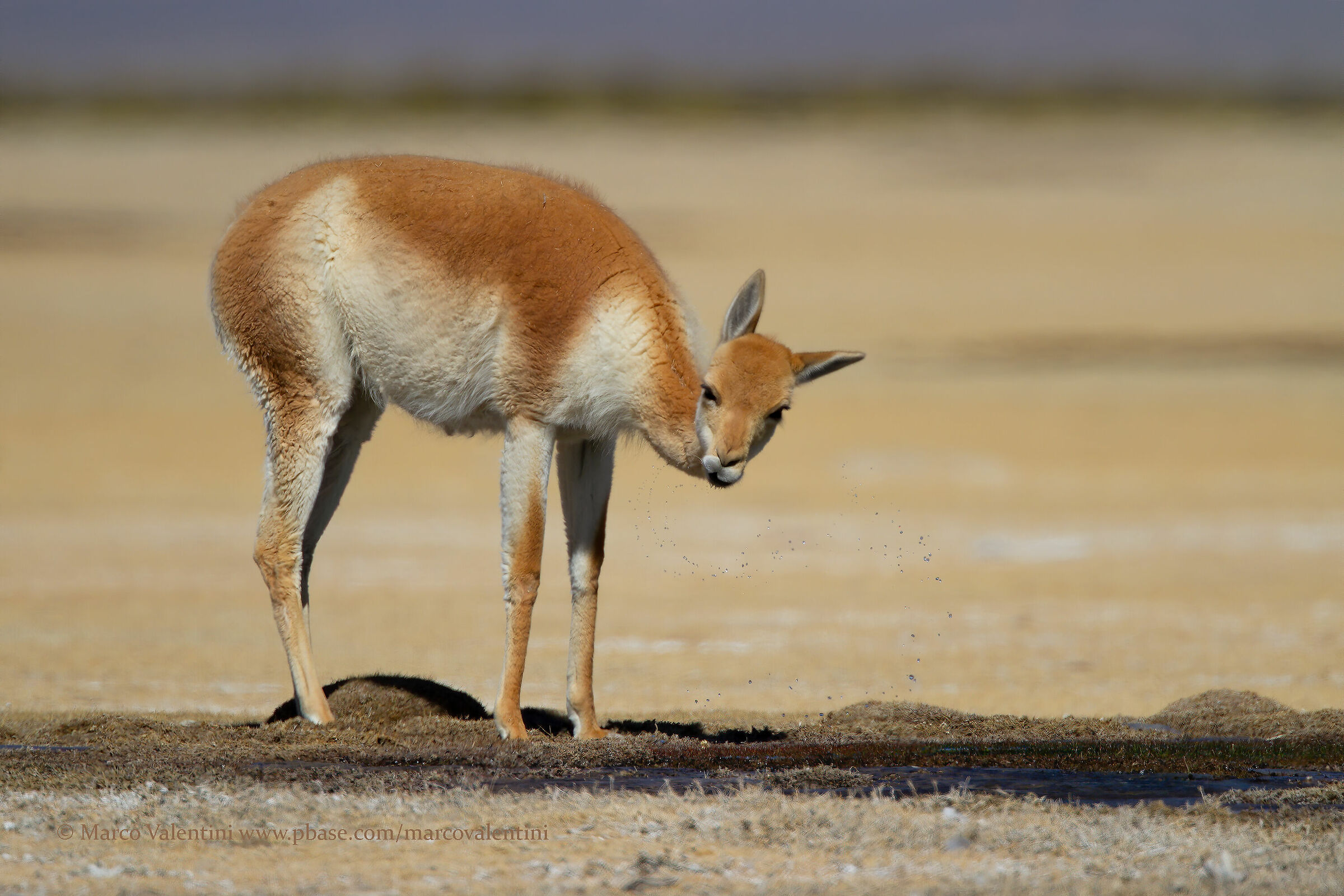 Vigogna all'abbeverata