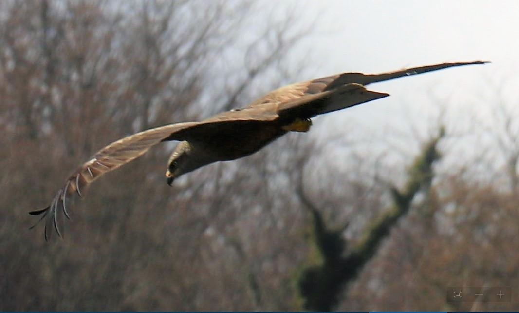 nibbio bruno scatto del 16-03-2018