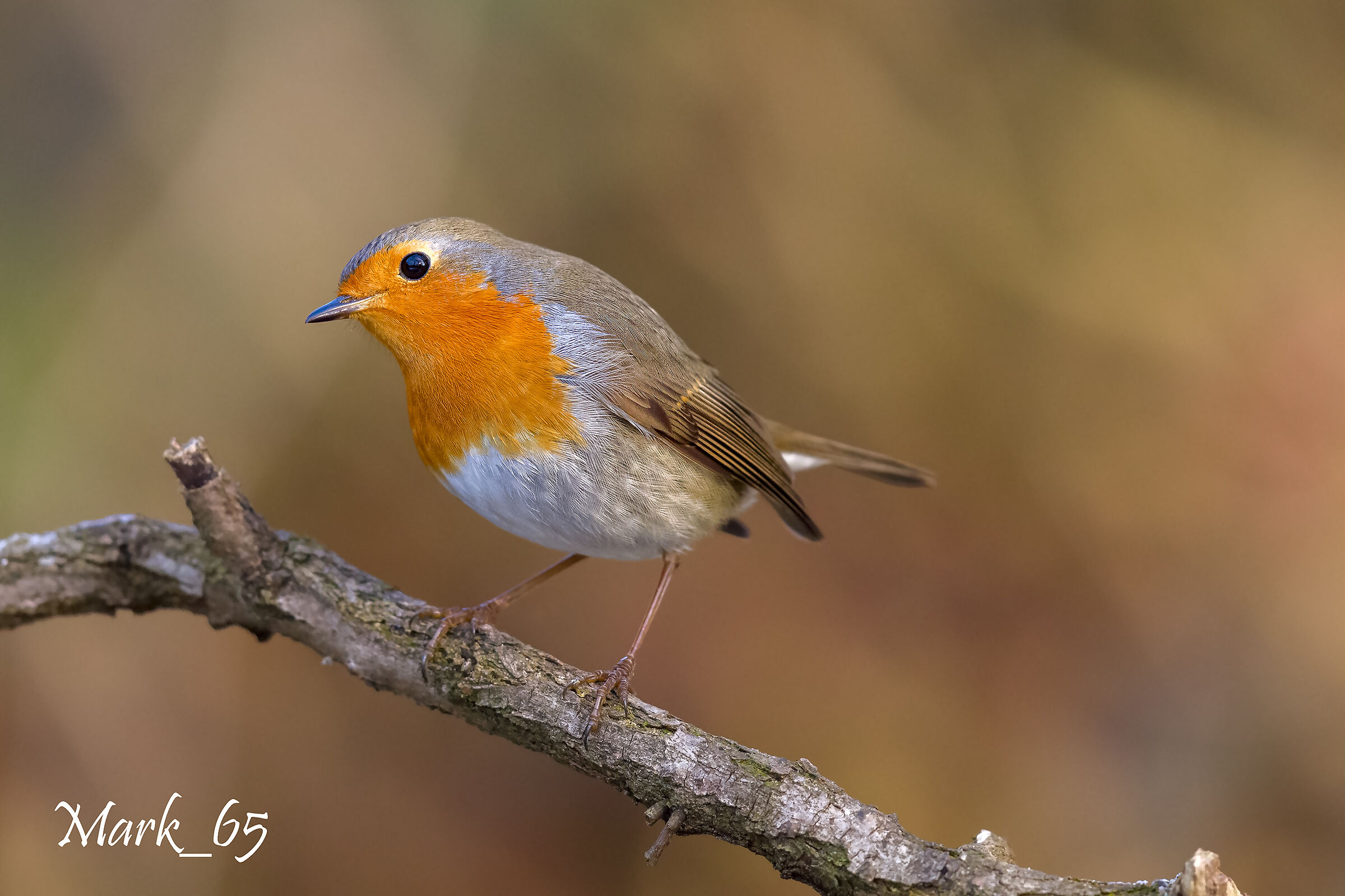robin