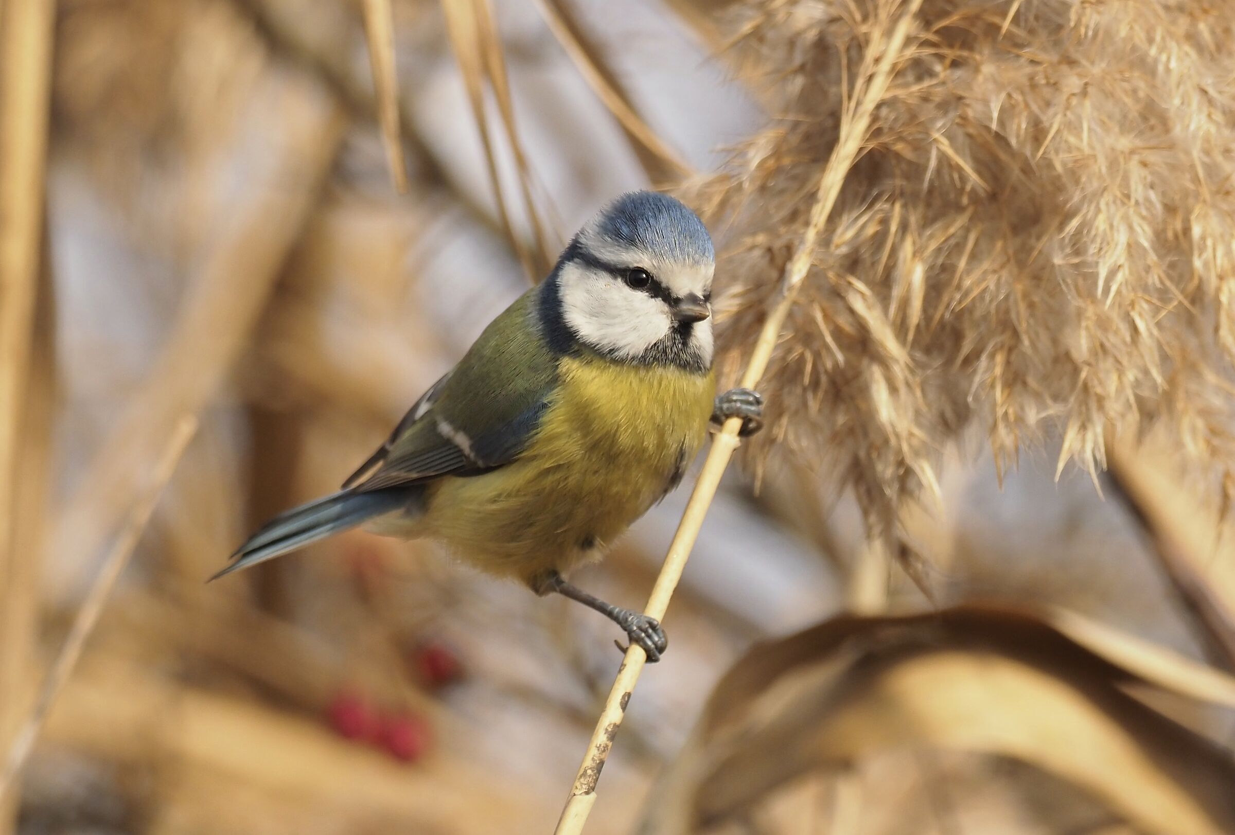 Cinciarella in the reed
