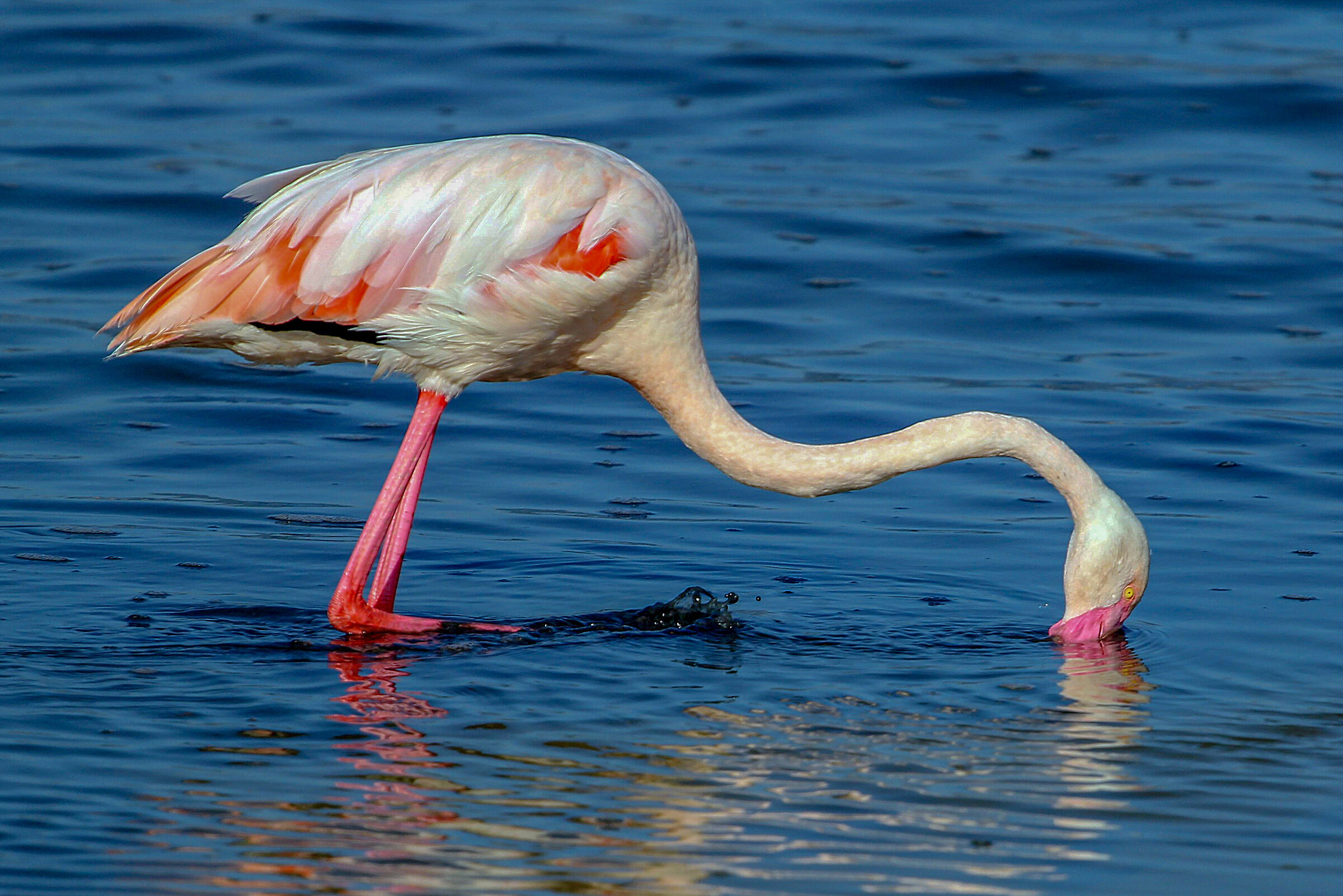 Pink flamingo