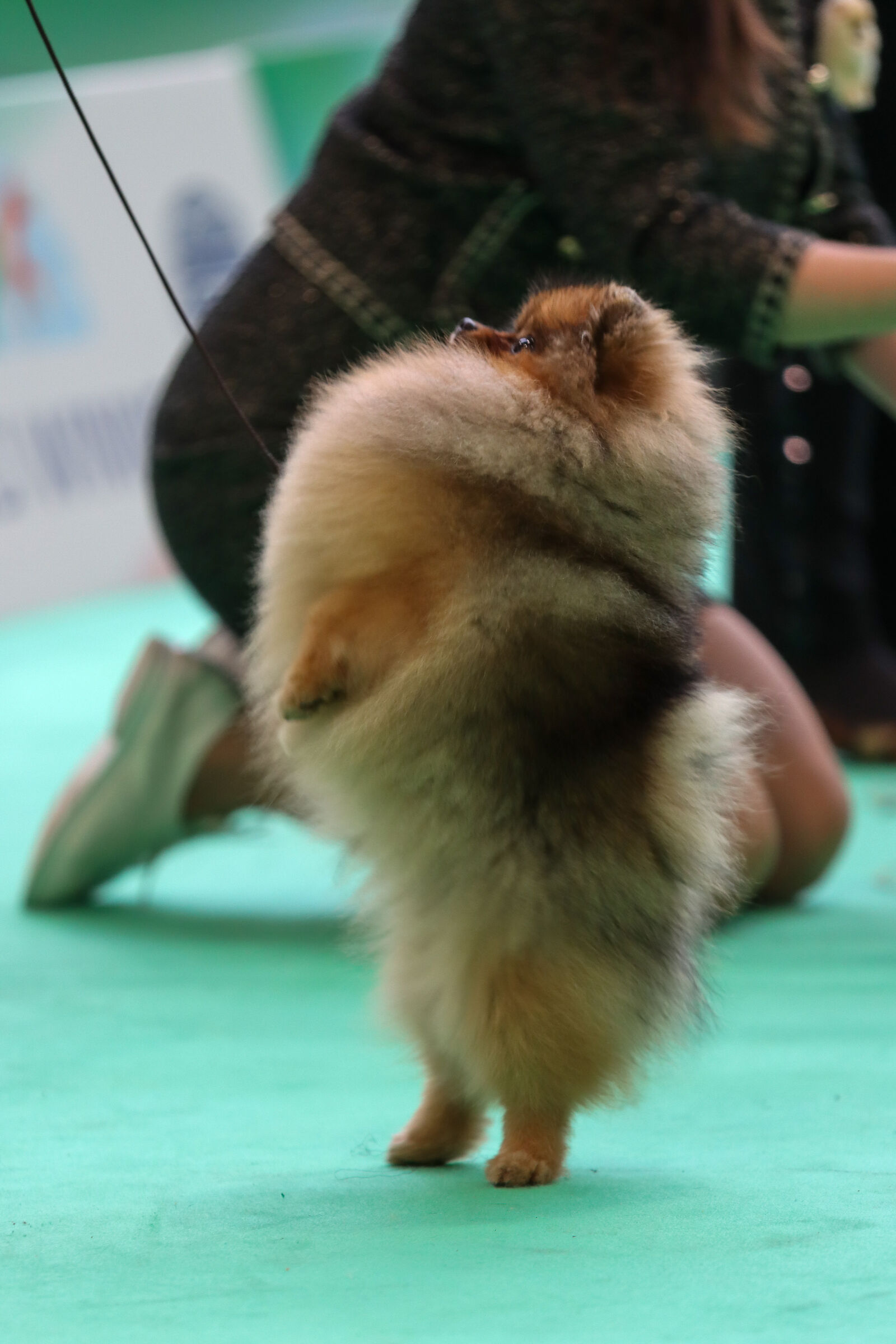 Volpino di Pomerania. Enci Winner Verona