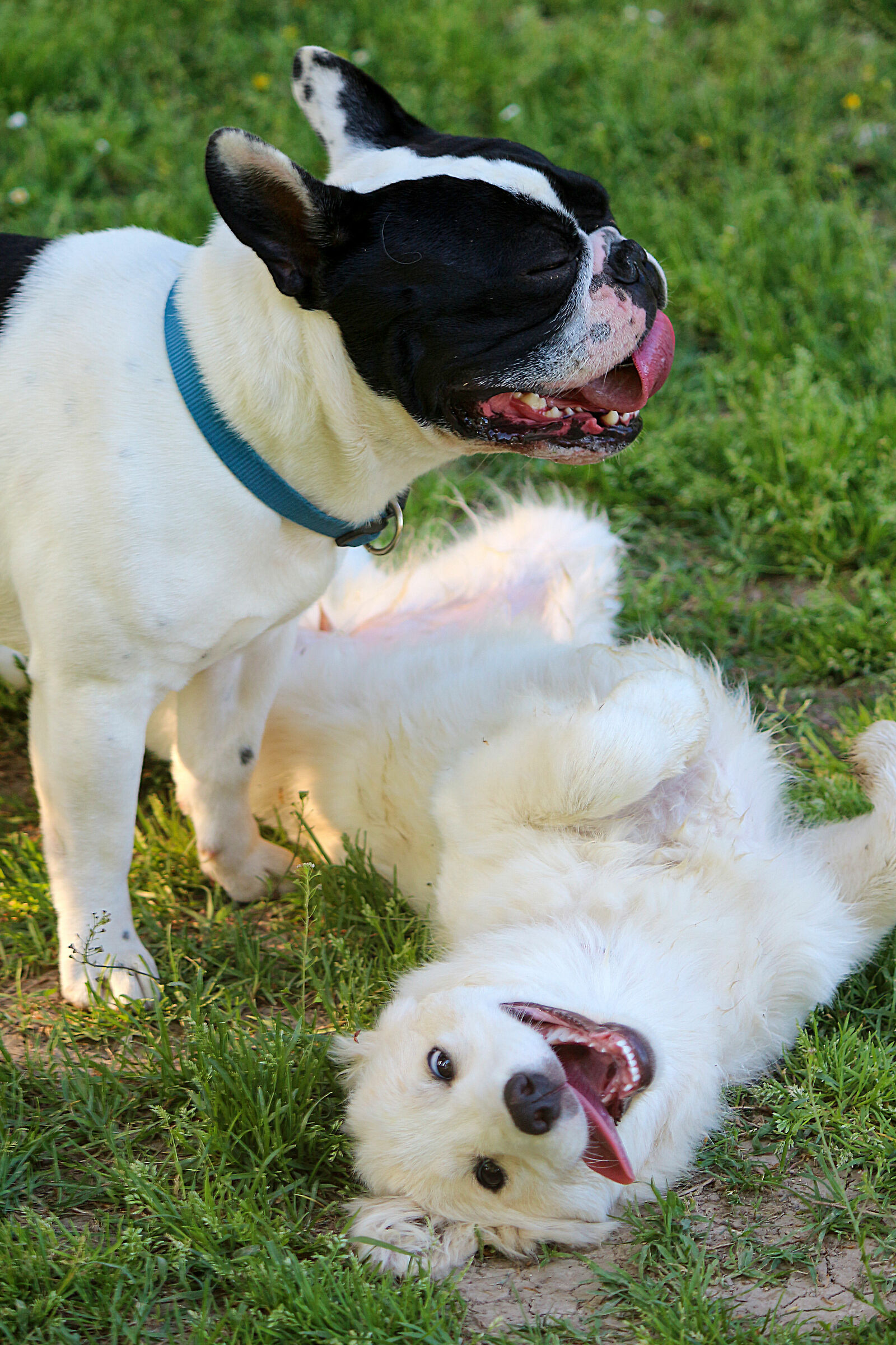 Musi buffi in area cani.