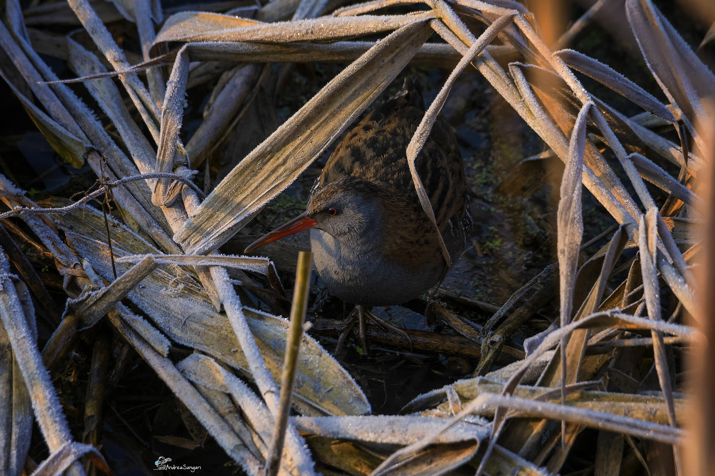 Il porciglione brinato