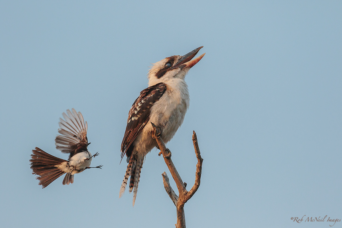 Laughing Kookaburra