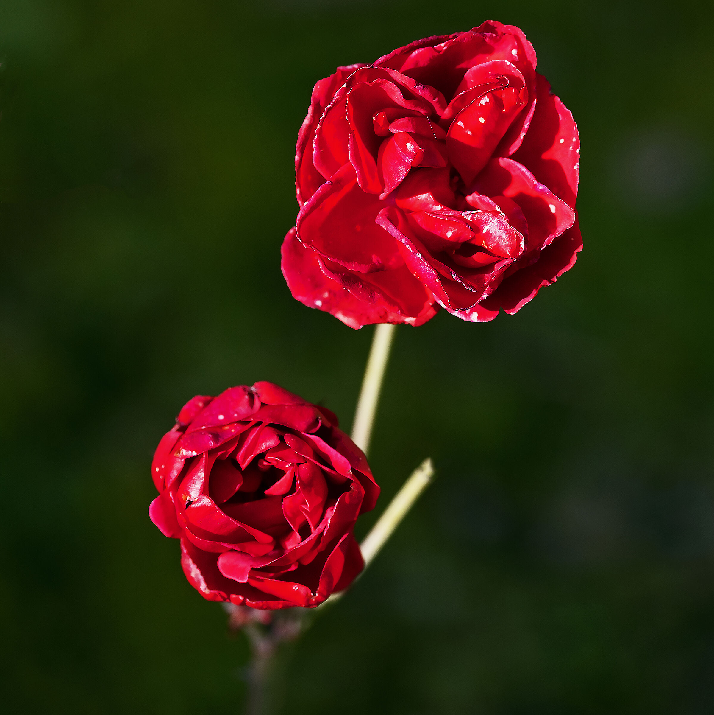 Caramelized by frost