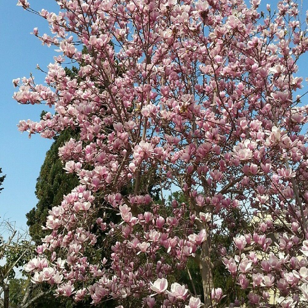 Japanese Magnolia