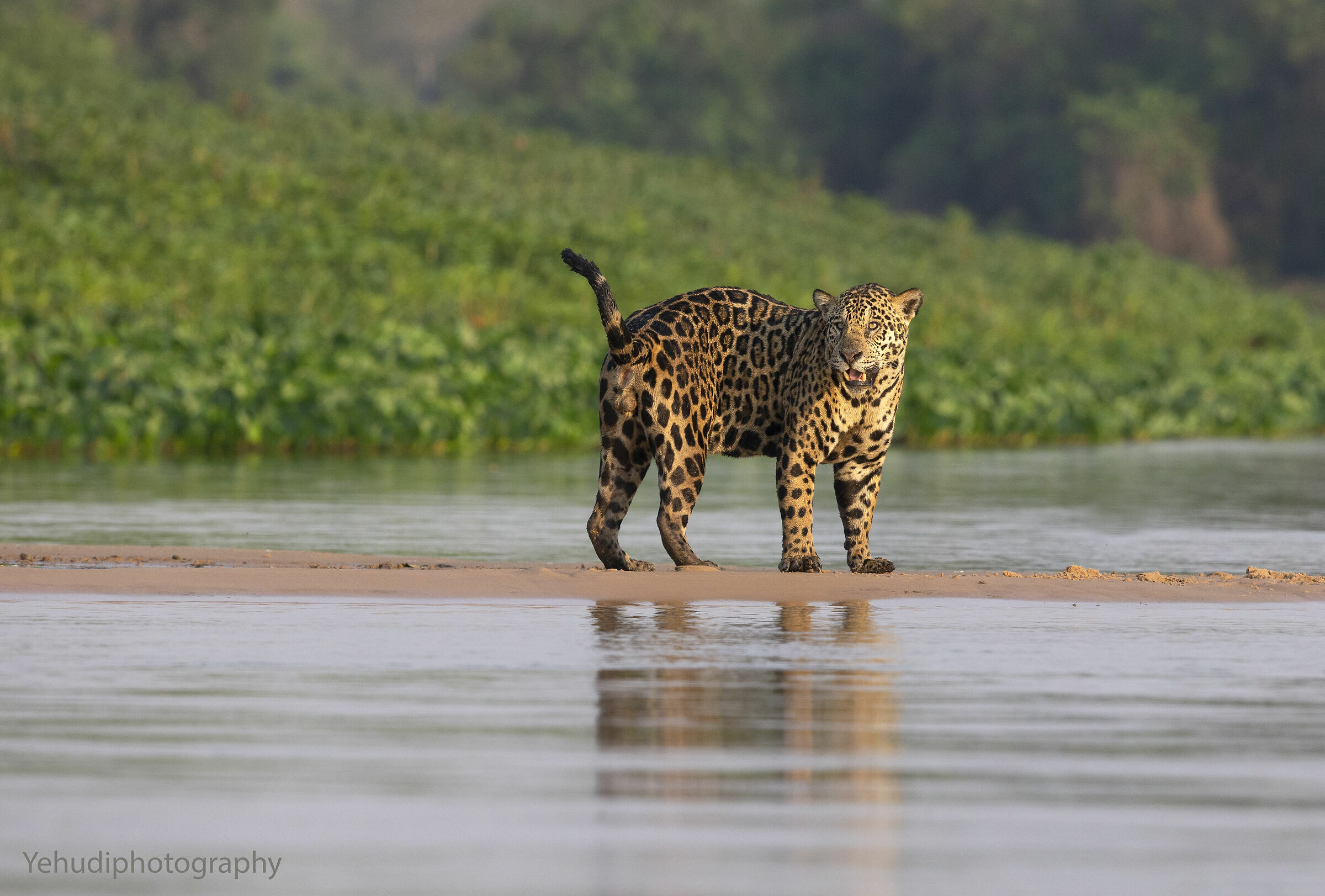 Jaguar do Pantanal