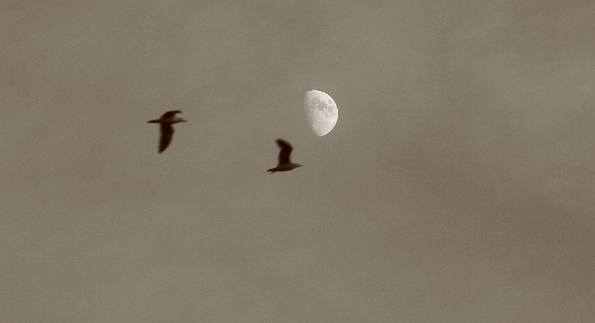Moon with seagulls