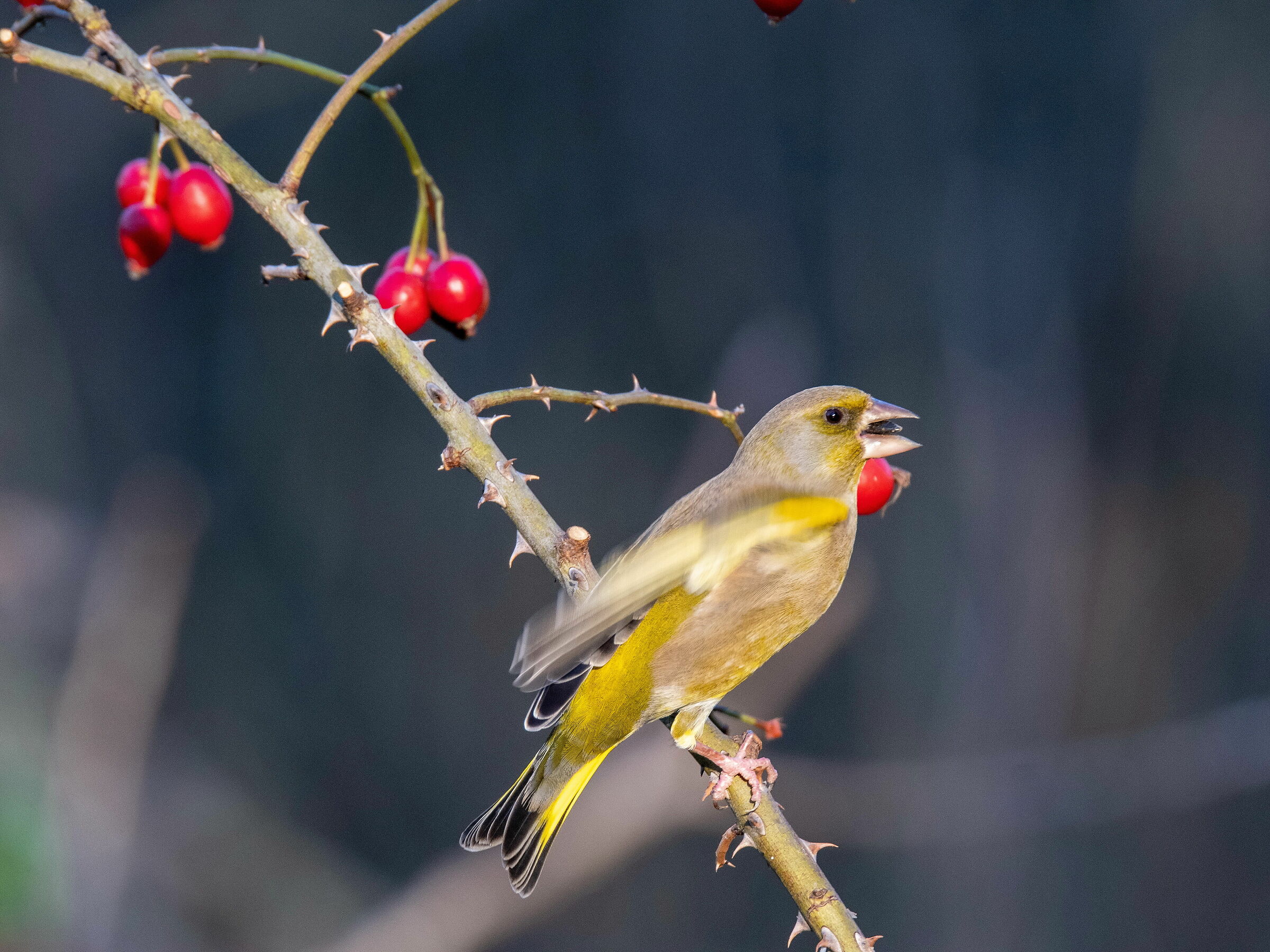 Male Verdone (Chloris chloris (Linnaeus, 1758))