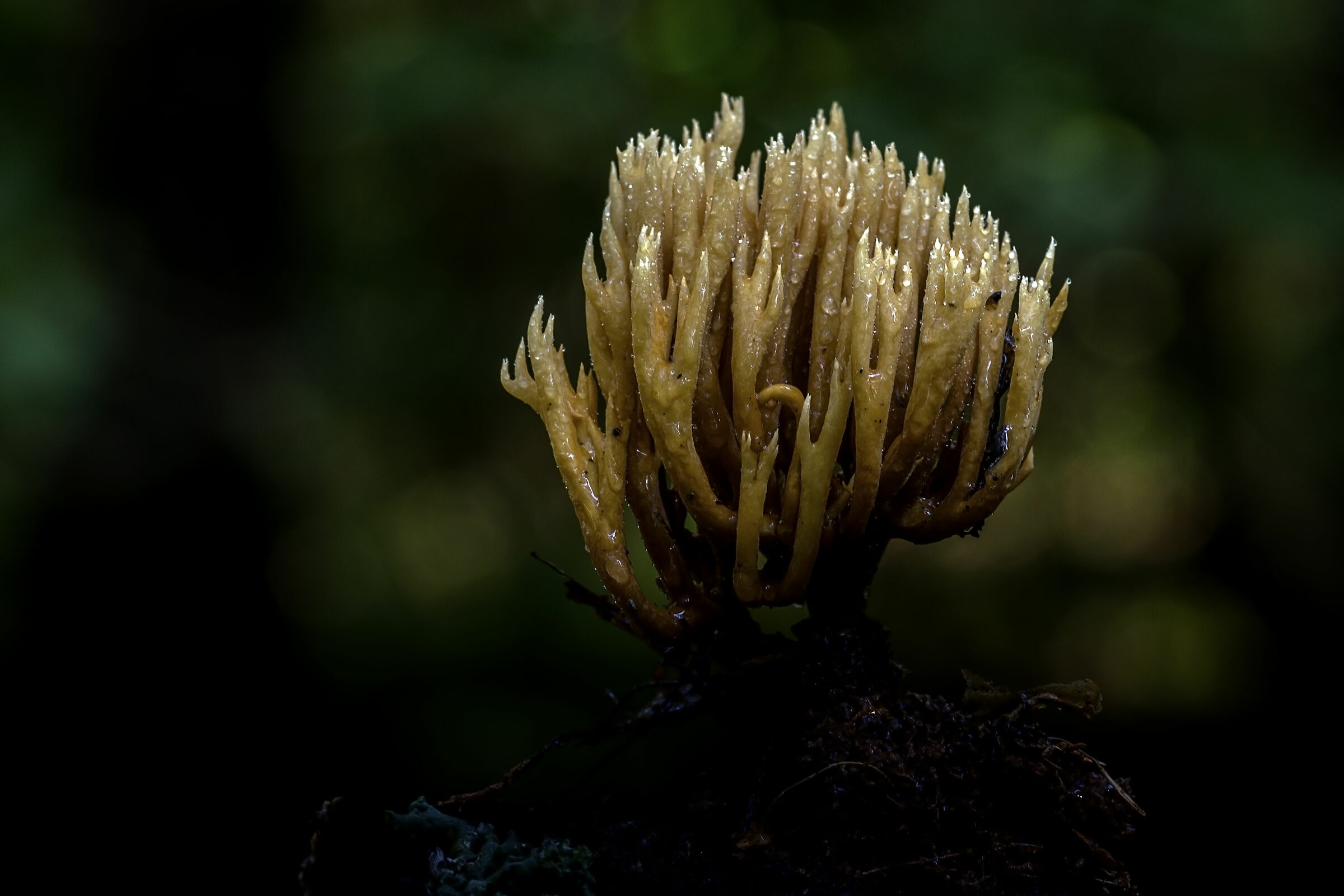 Ramaria stricta