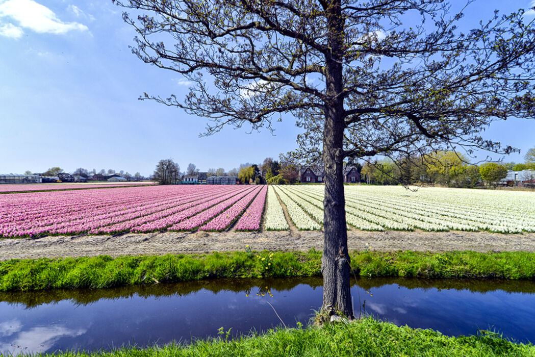 Dutch landscape