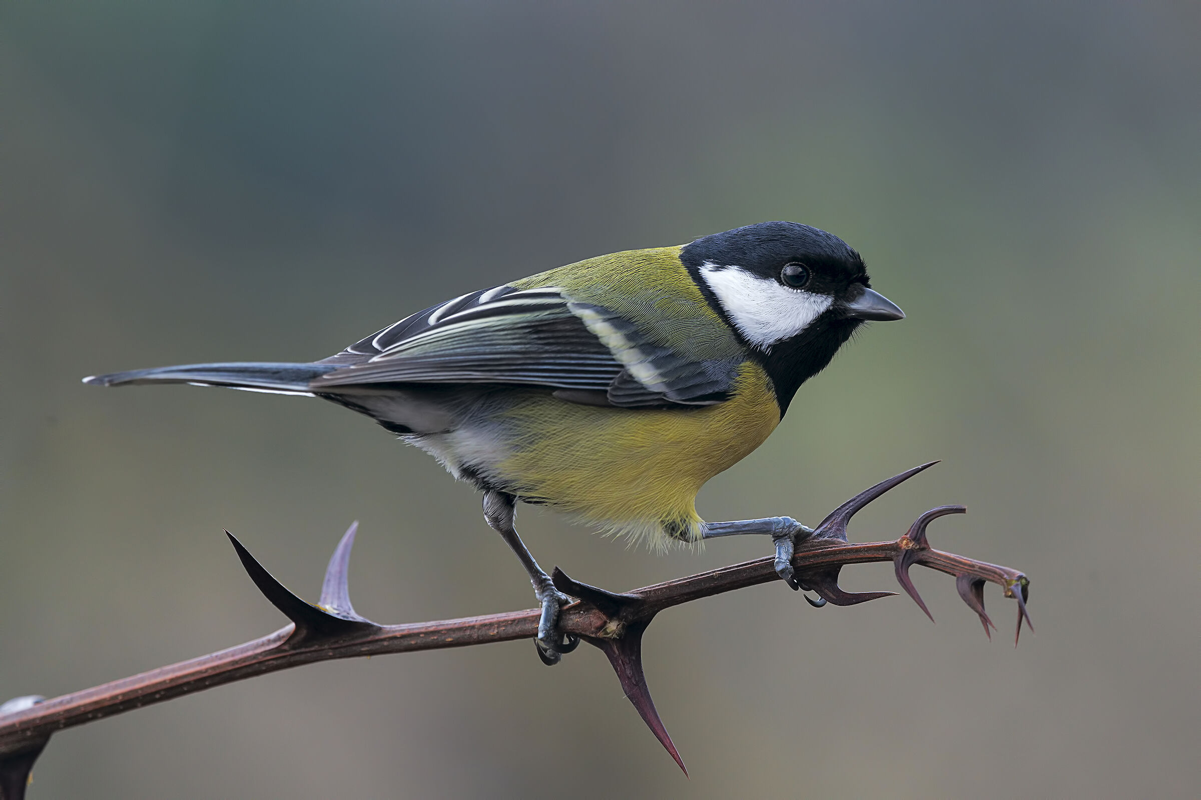 Parus major show