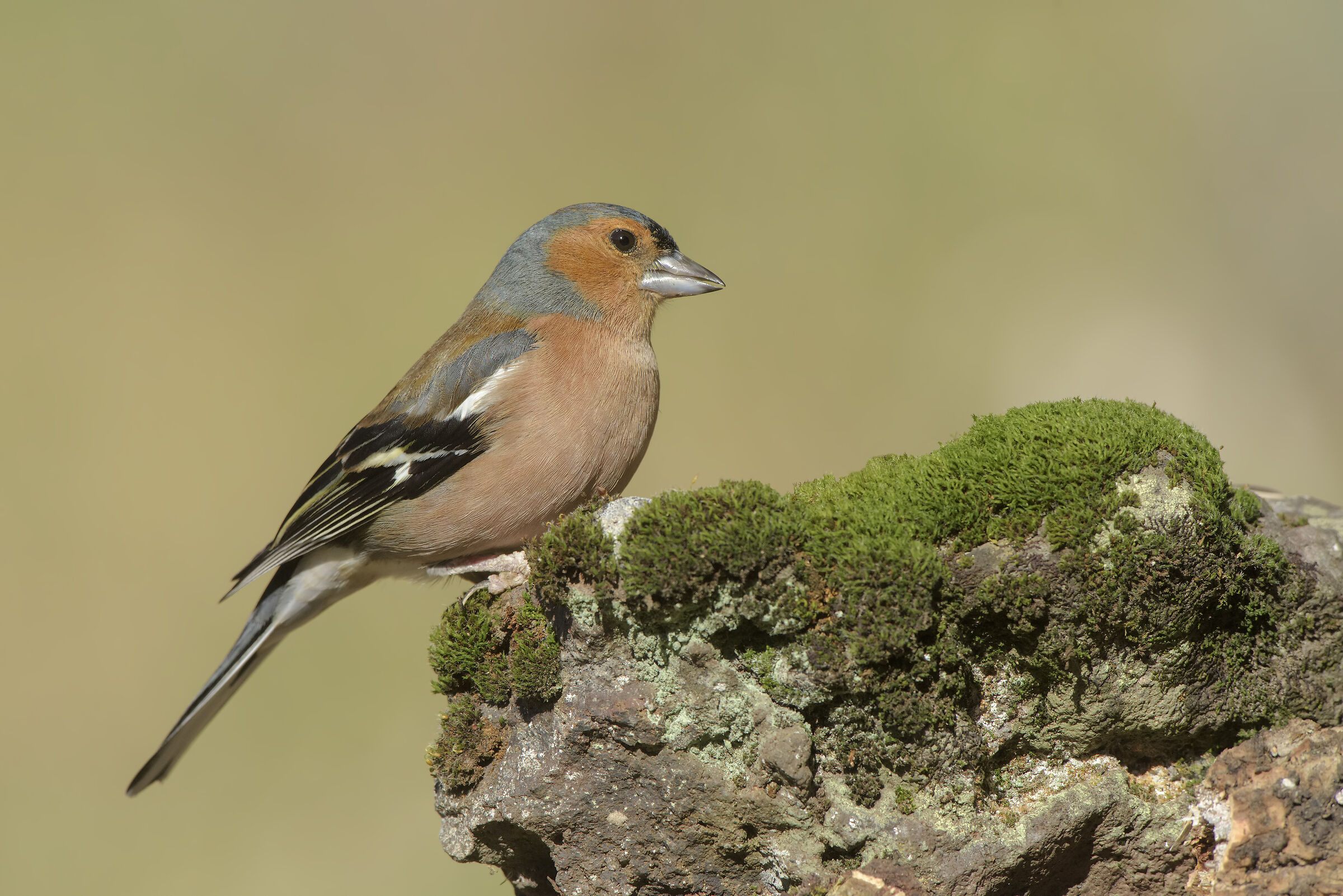 male finch