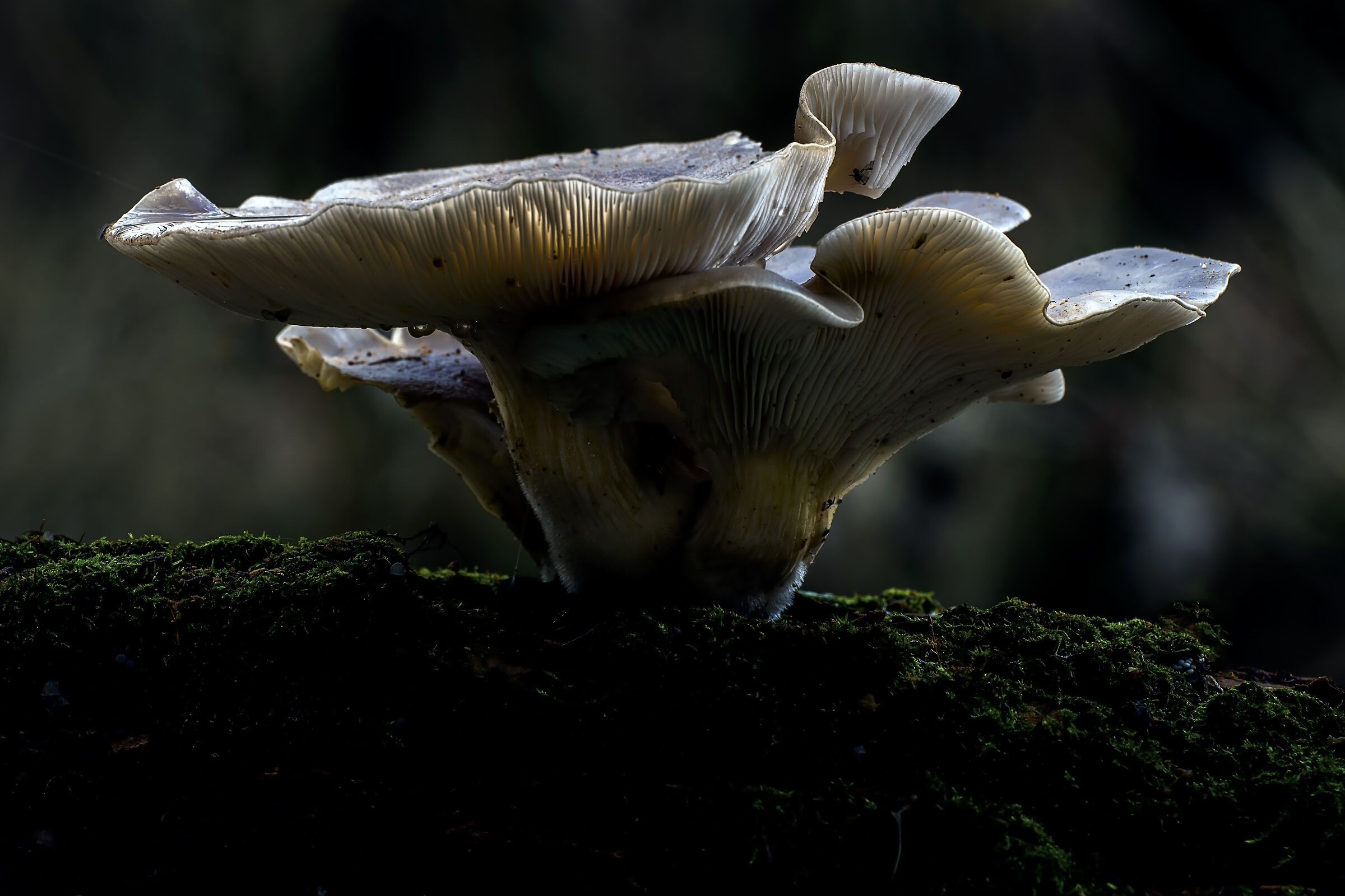 Nel buio della foresta