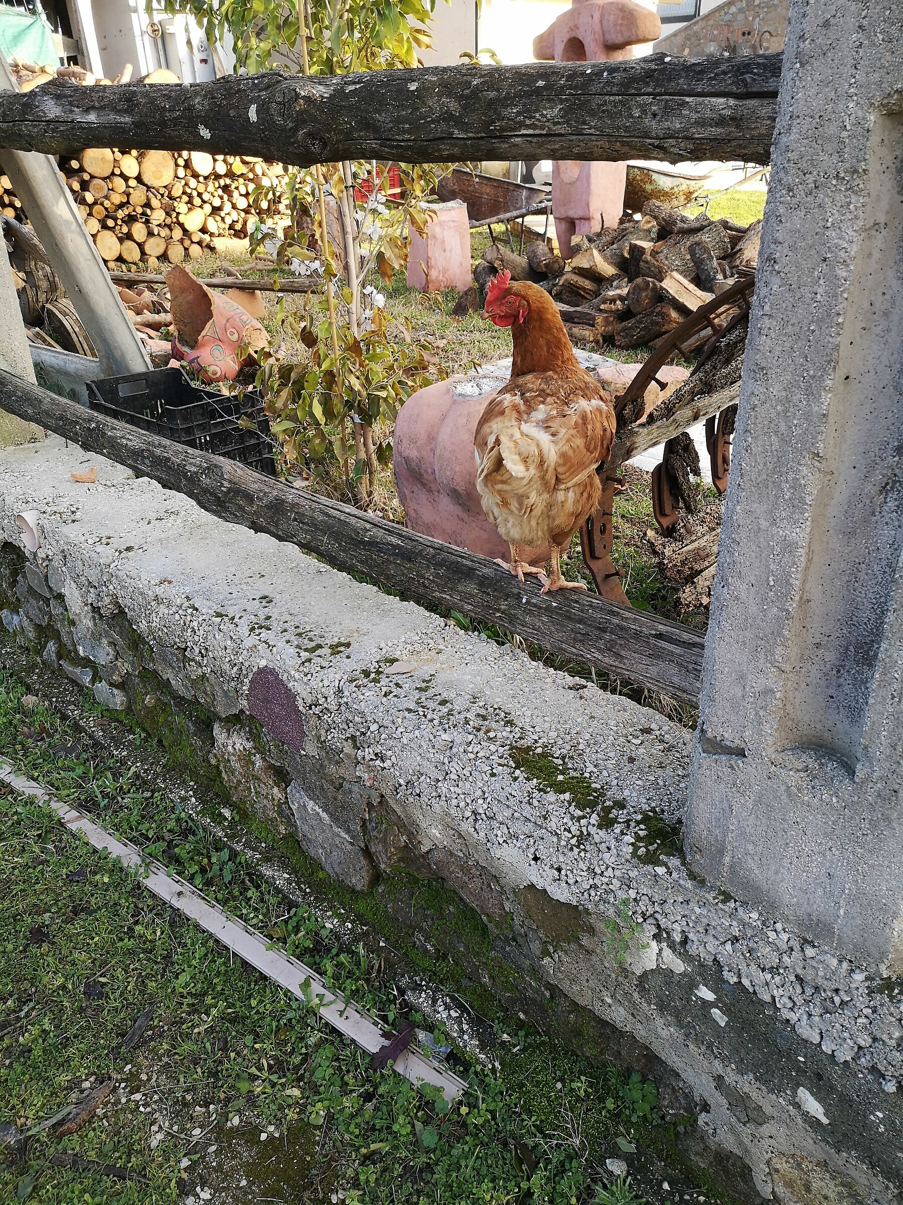 Gallina domestica...