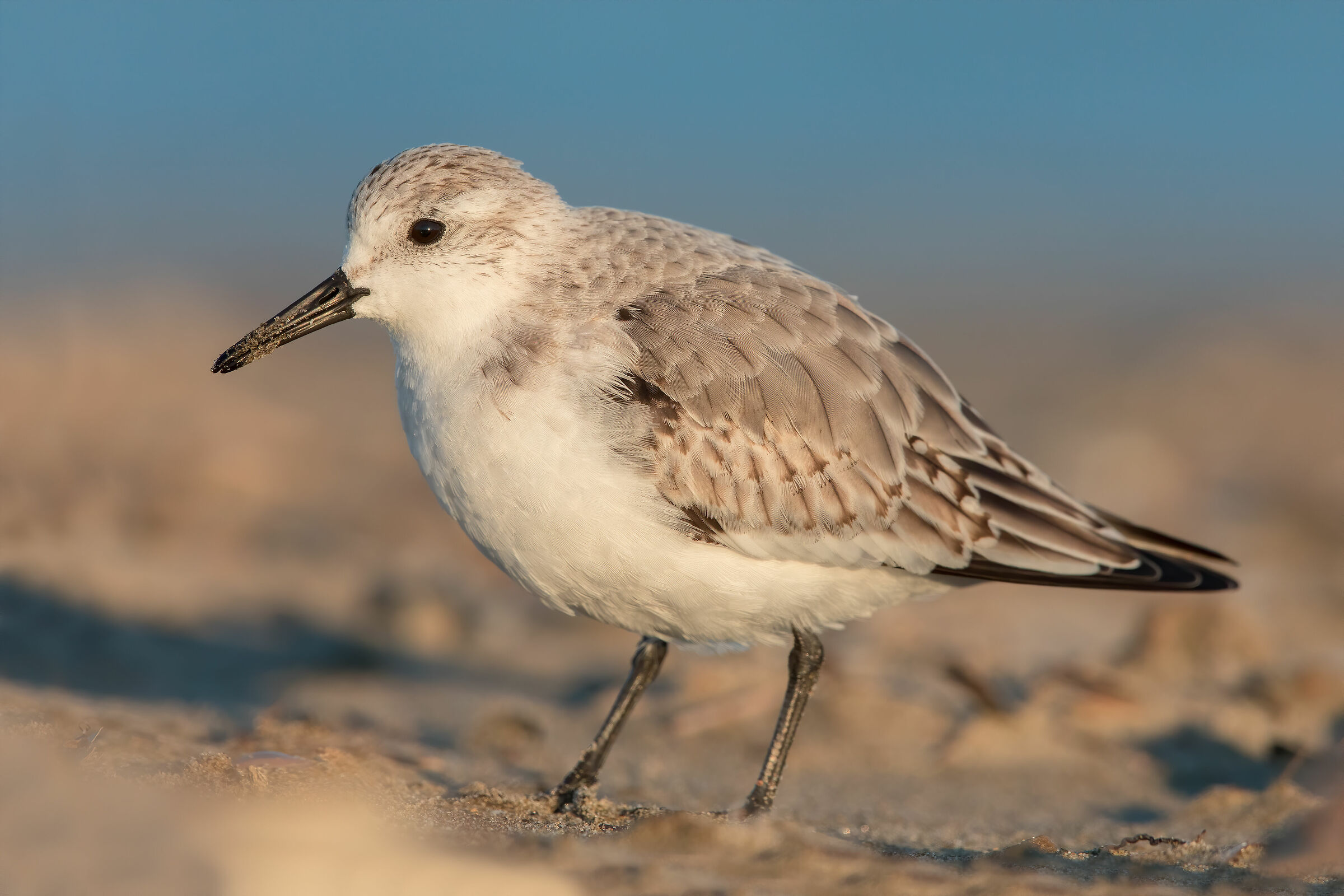 Rainpiello tridactylo