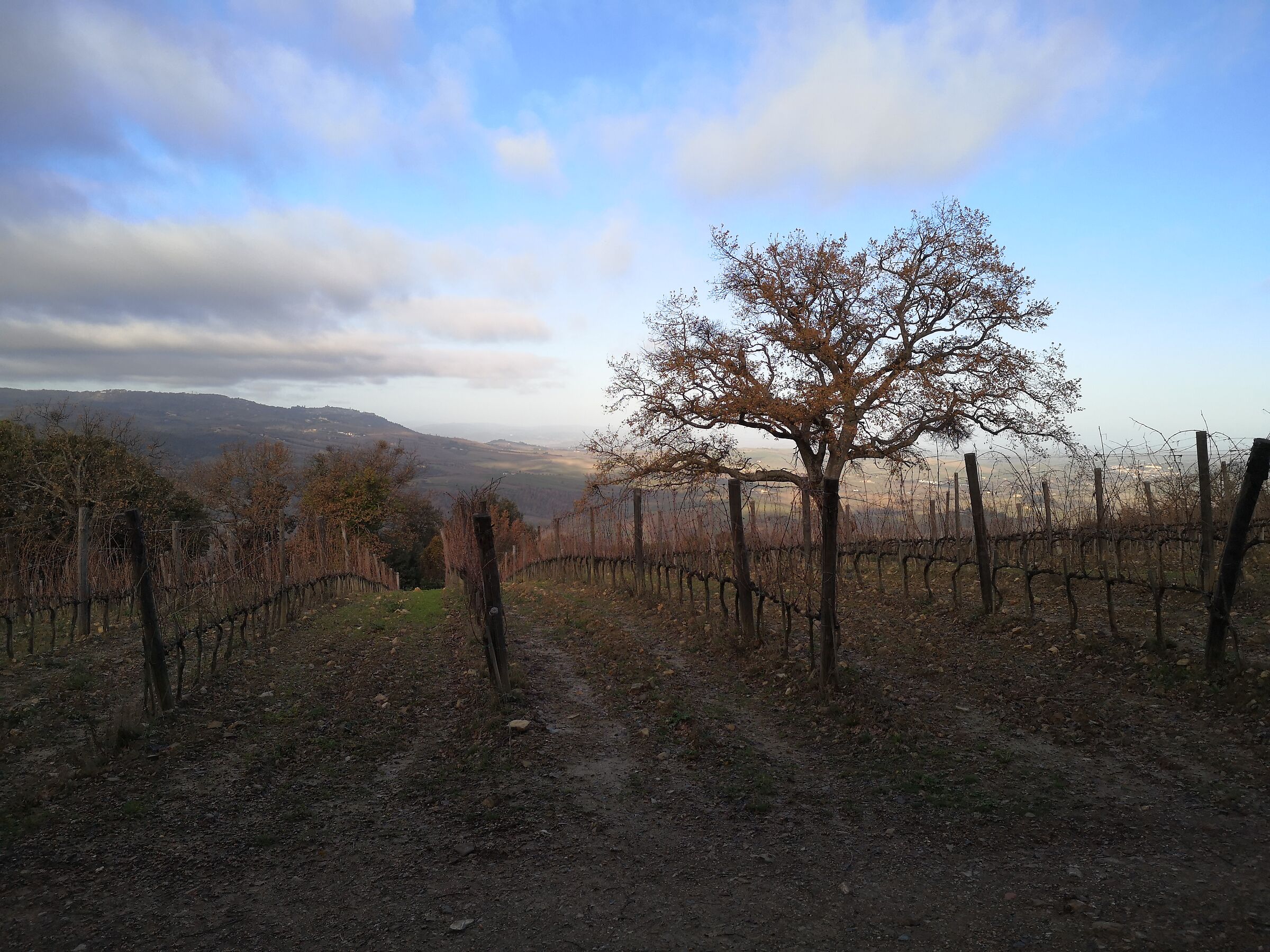 Vineyard and tree, Tuscany