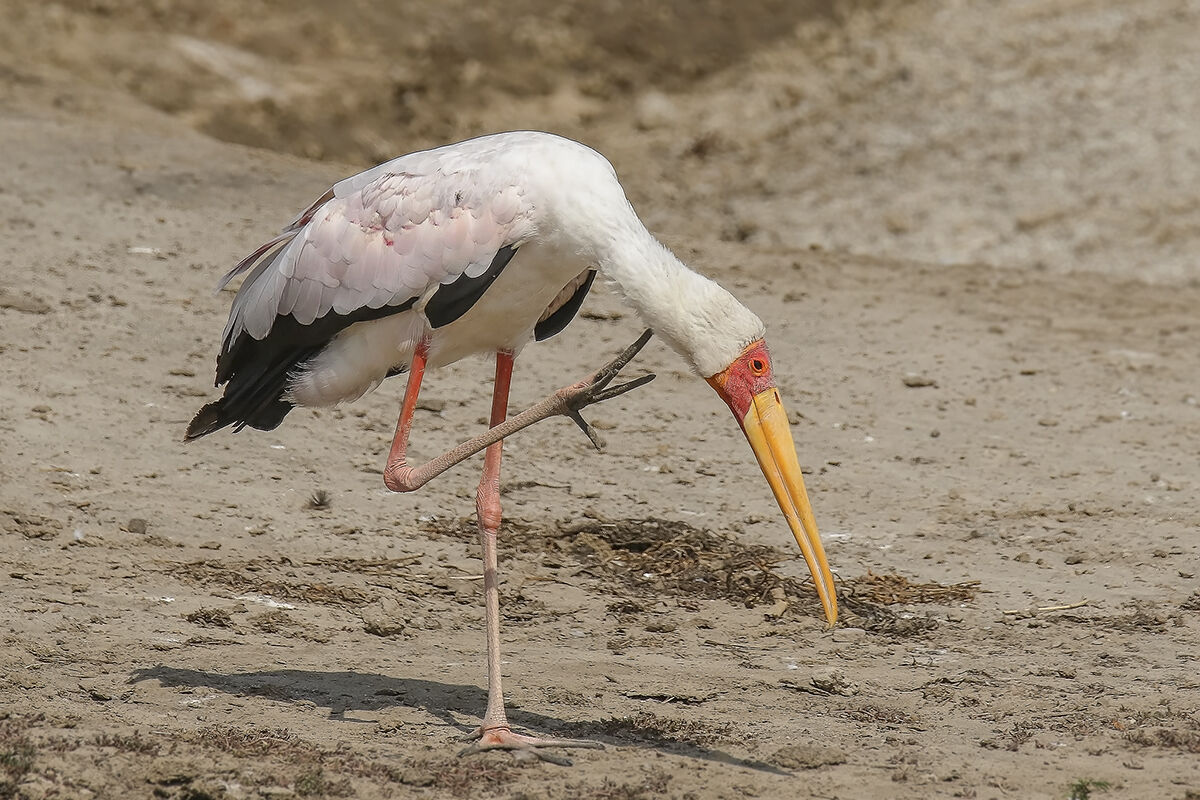 Tantalus Africano (Cicogna becco giallo)