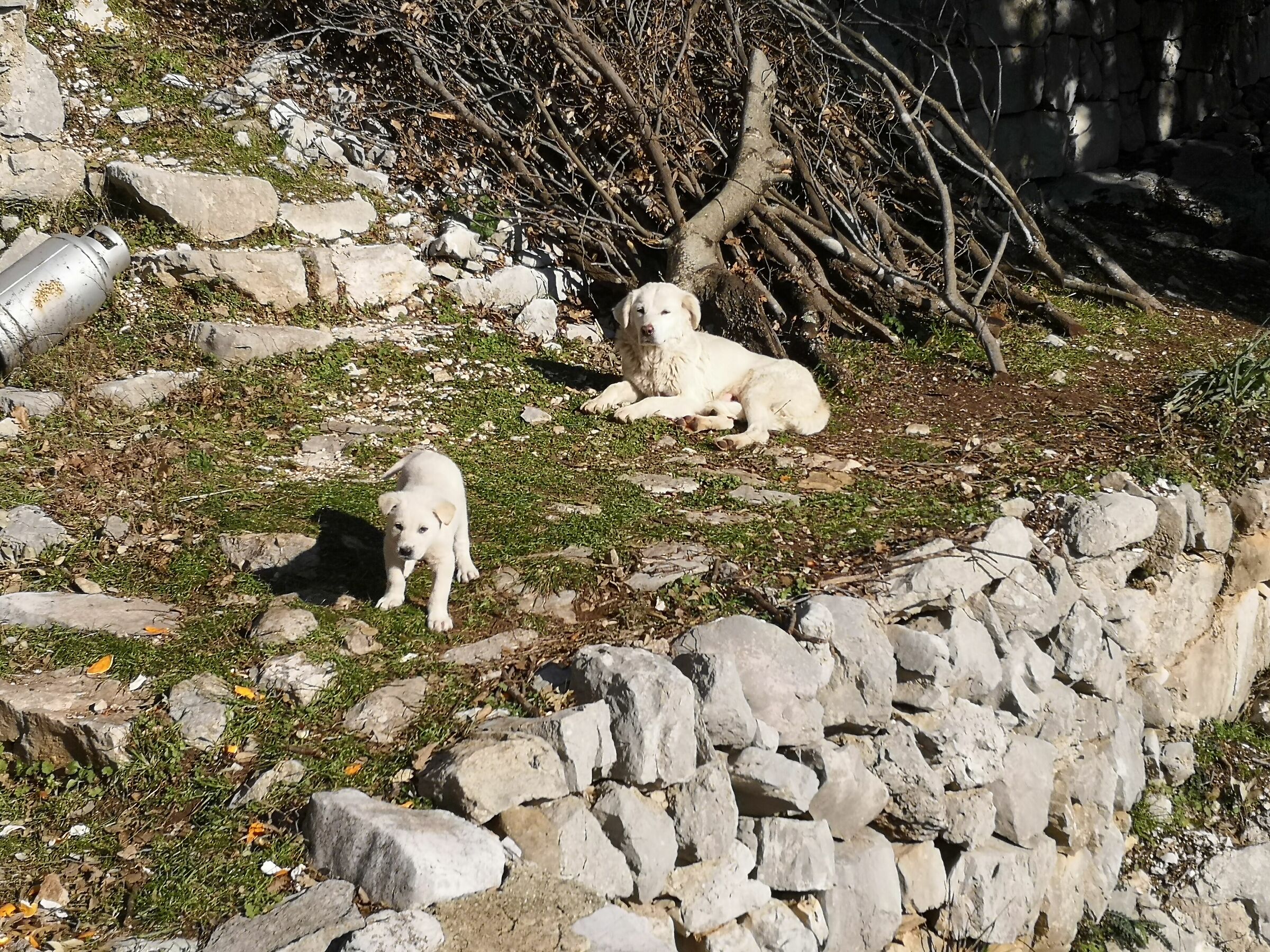Abruzzo guarding dog, perfect interaction with man