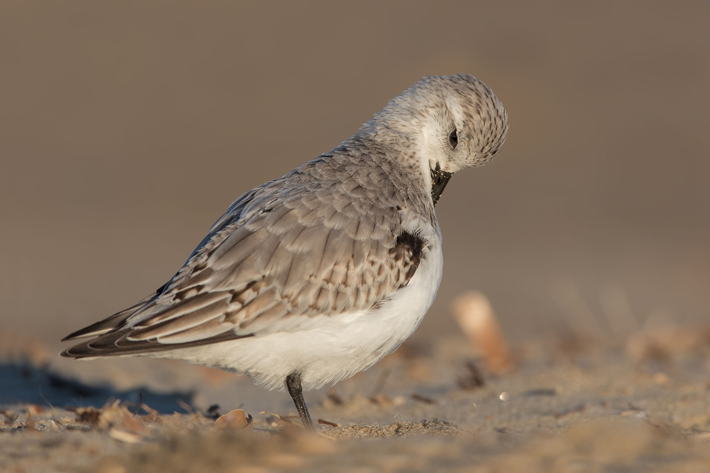 Rainpiello tridactylo