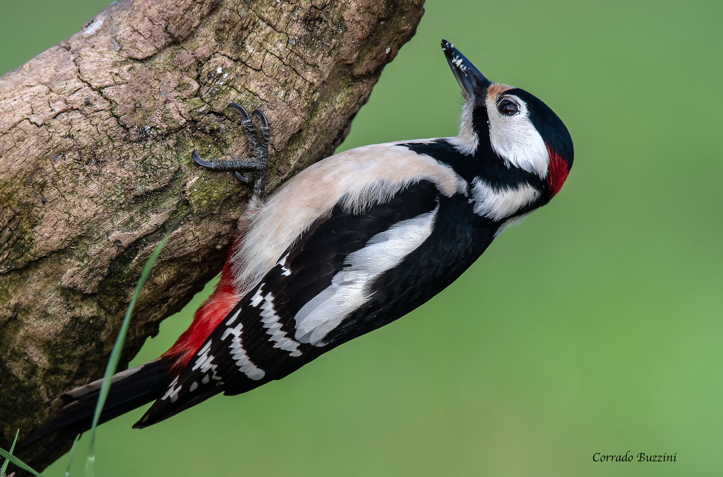 male red woodpecker #caapannodocora